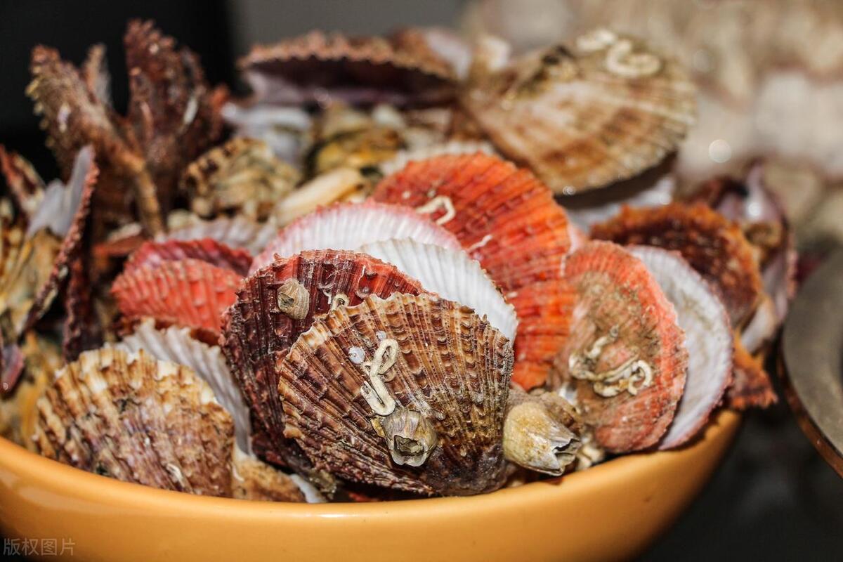 轻松享受美味扇贝肉——腿抬高一点，美味尽在你眼前