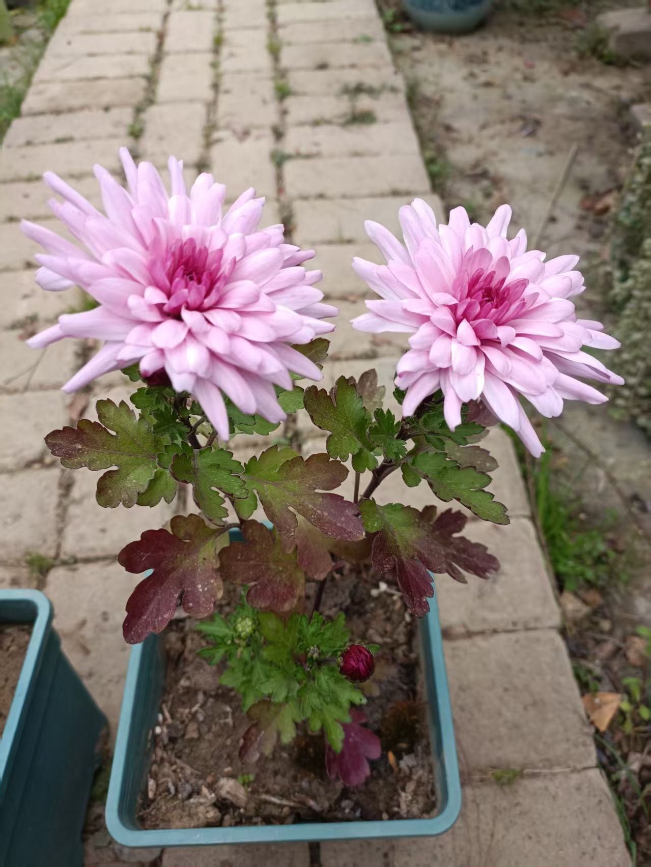 探索后面菊花开过与未开过的区别