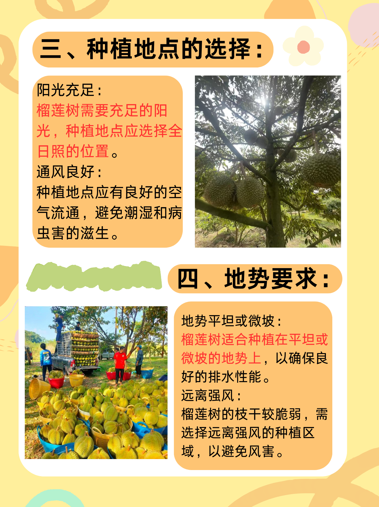 草榴是什么草榴的神秘面纱，一种独特的植物探索-第2张图片
