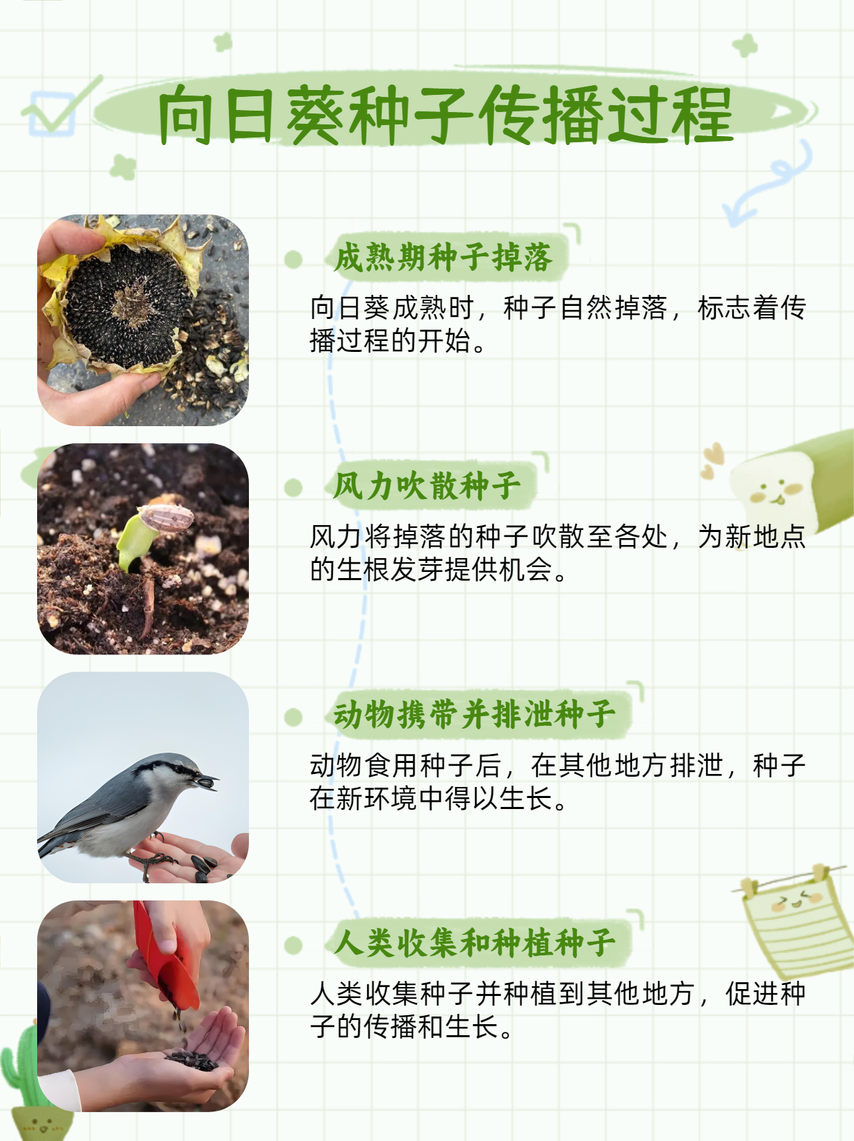 探索向日葵视频网站，打开精彩内容的入口-第3张图片