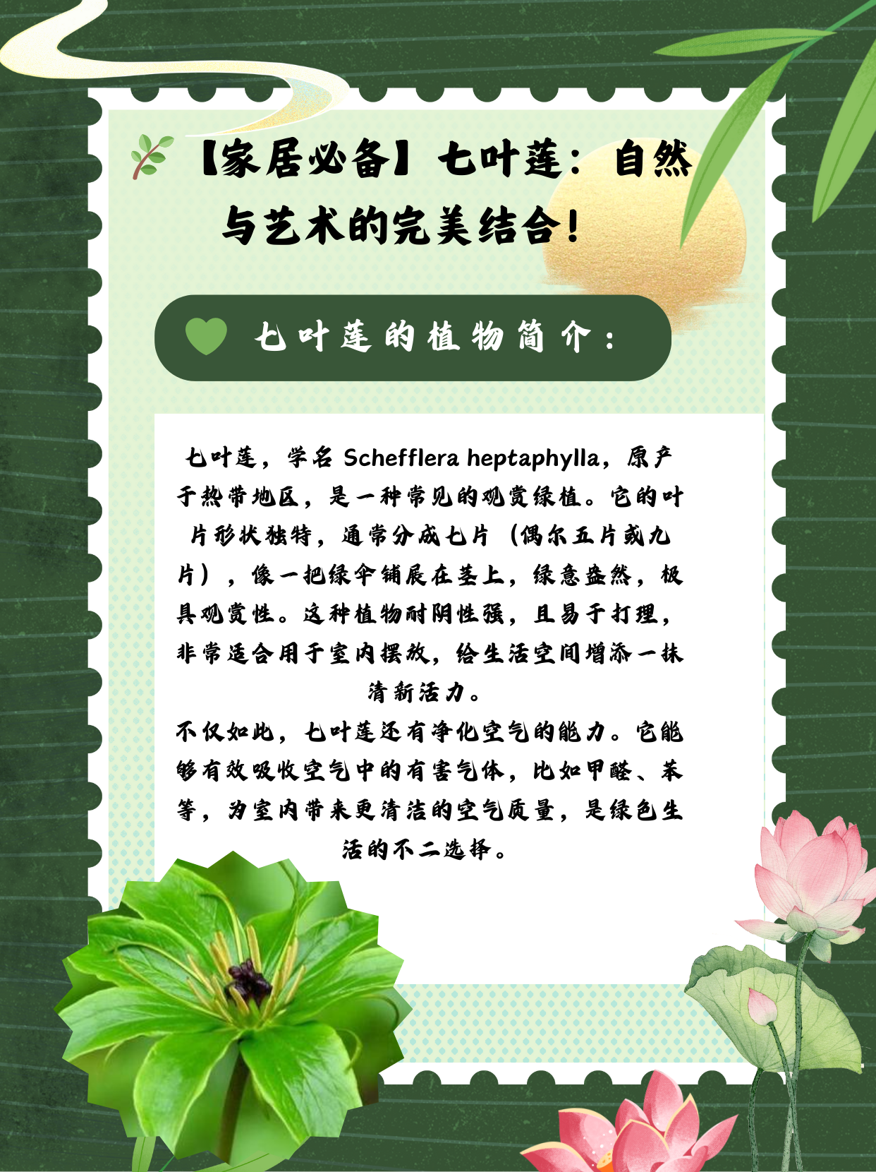 倒插莲花是什么样子的倒插莲花，美丽而独特的植物形态-第2张图片