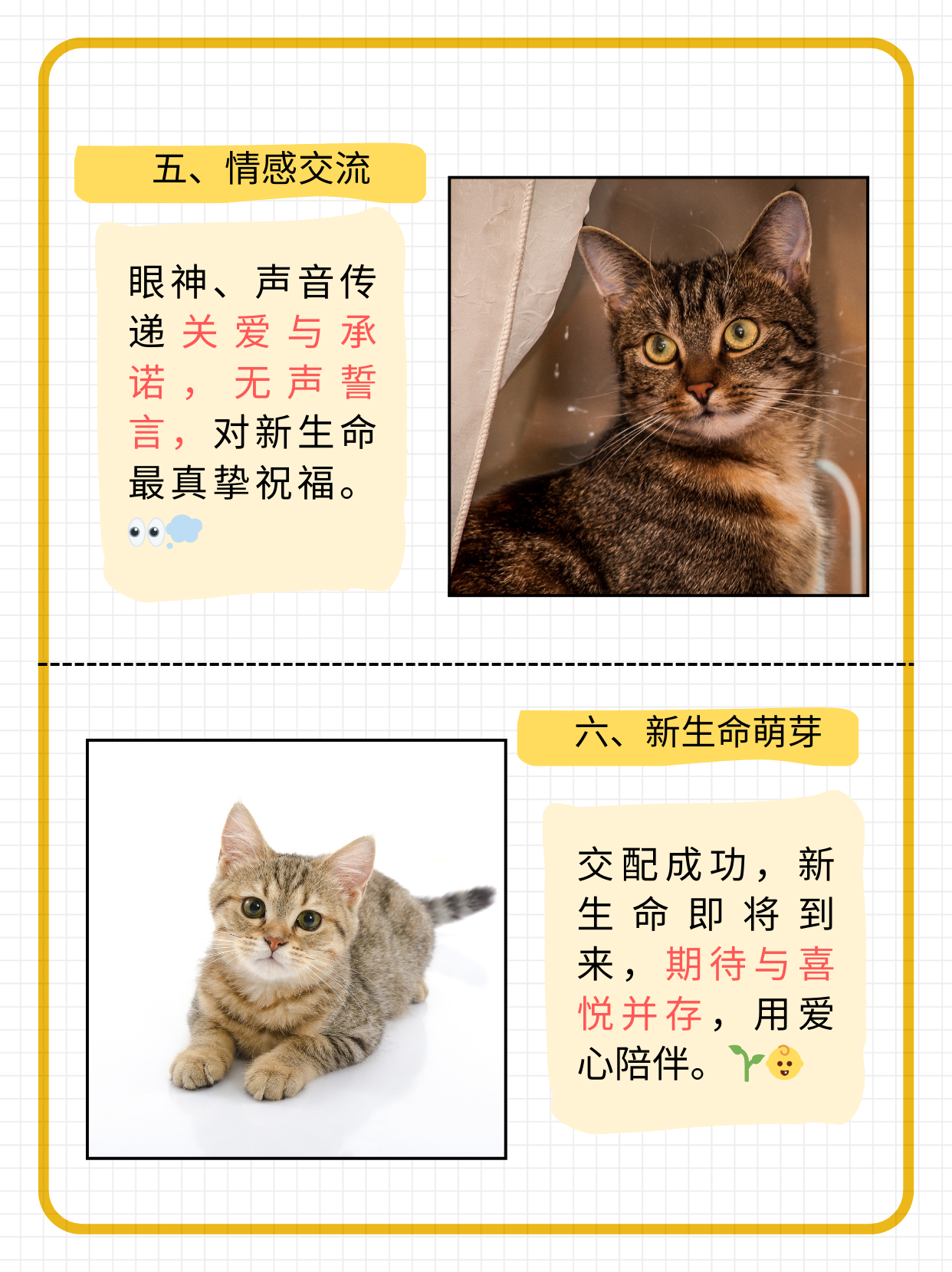 猫网探索猫的奇妙世界——猫网-第2张图片