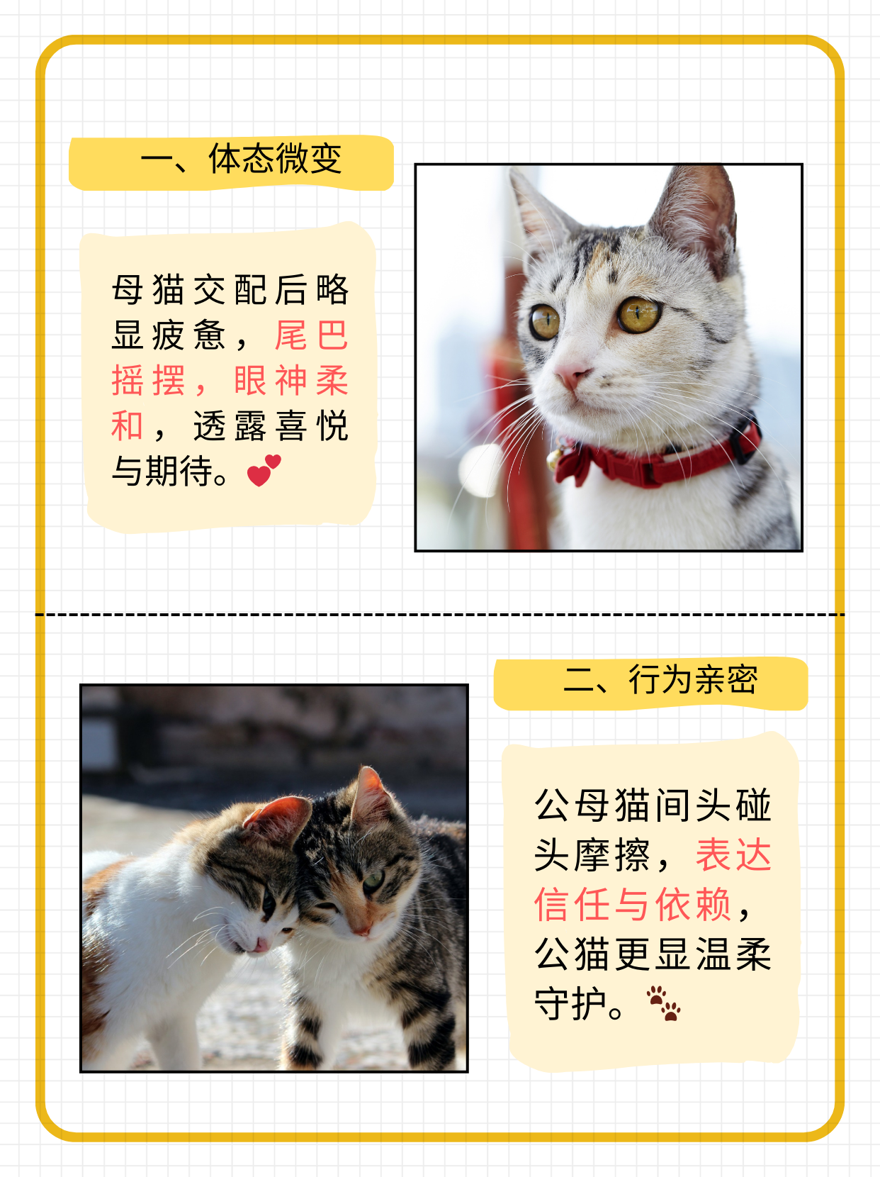 猫网探索猫的奇妙世界——猫网