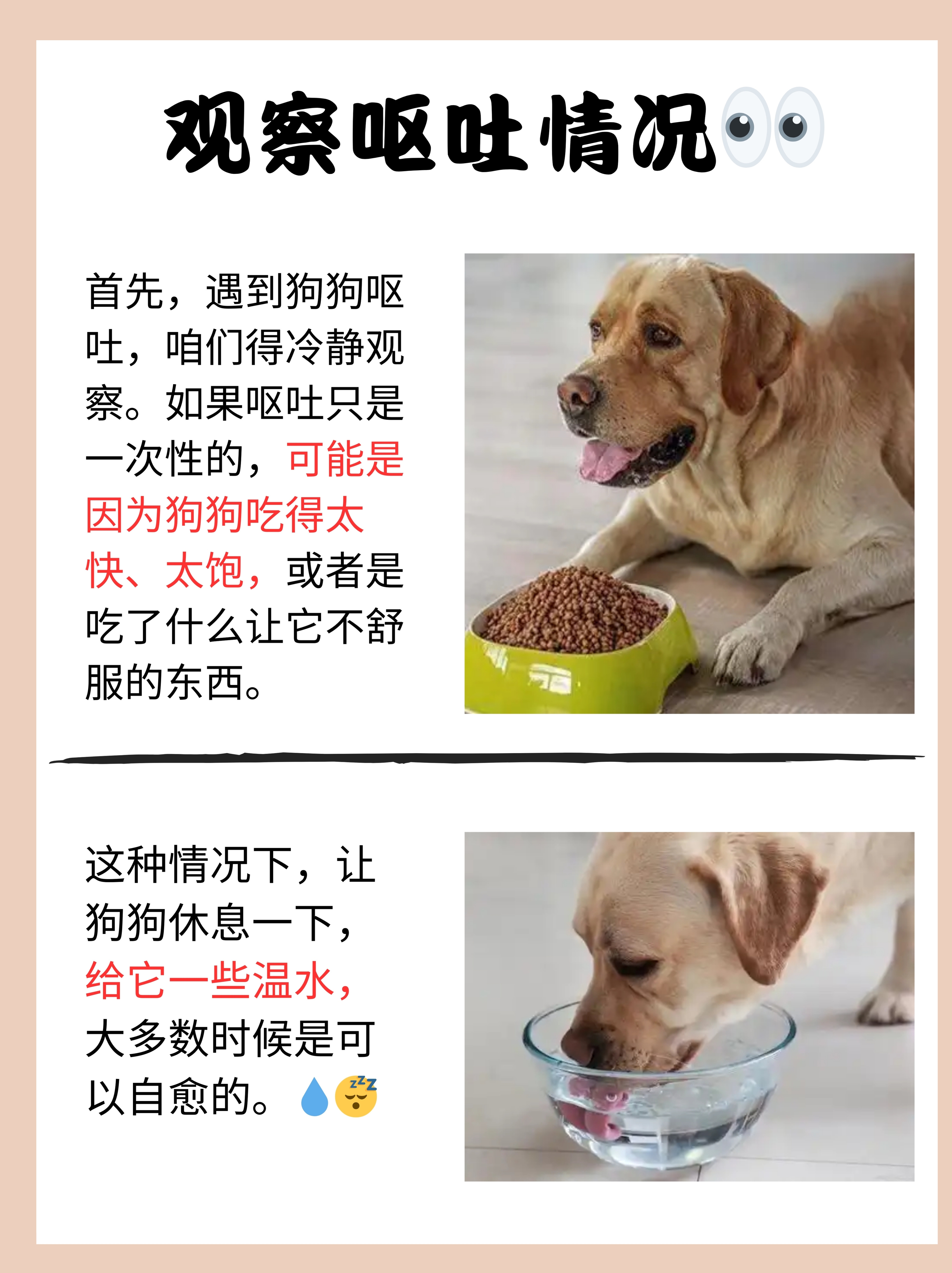 狗狗的大东西直接进入,狗狗卡在狗狗的大东西意外卡住