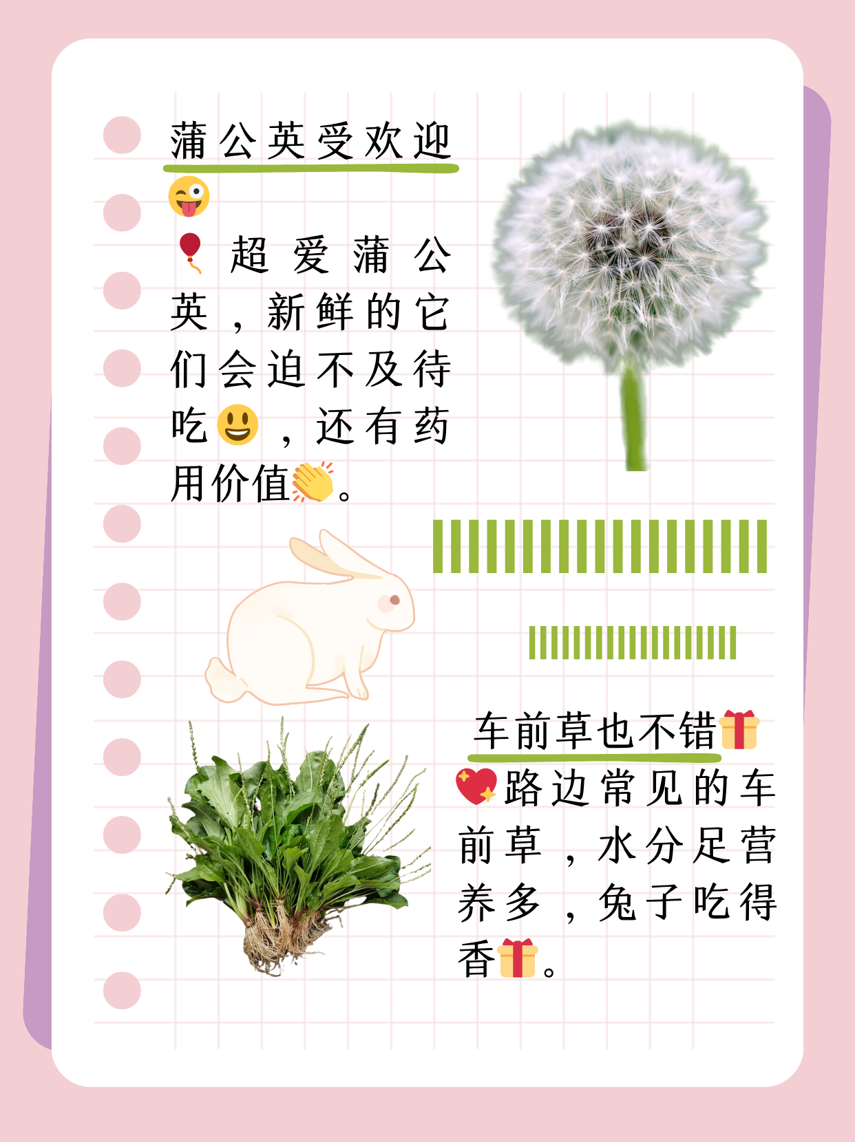 我的兔子好软水好多免费的网站我的兔子与免费资源分享，探索软水世界的奇妙之旅-第1张图片