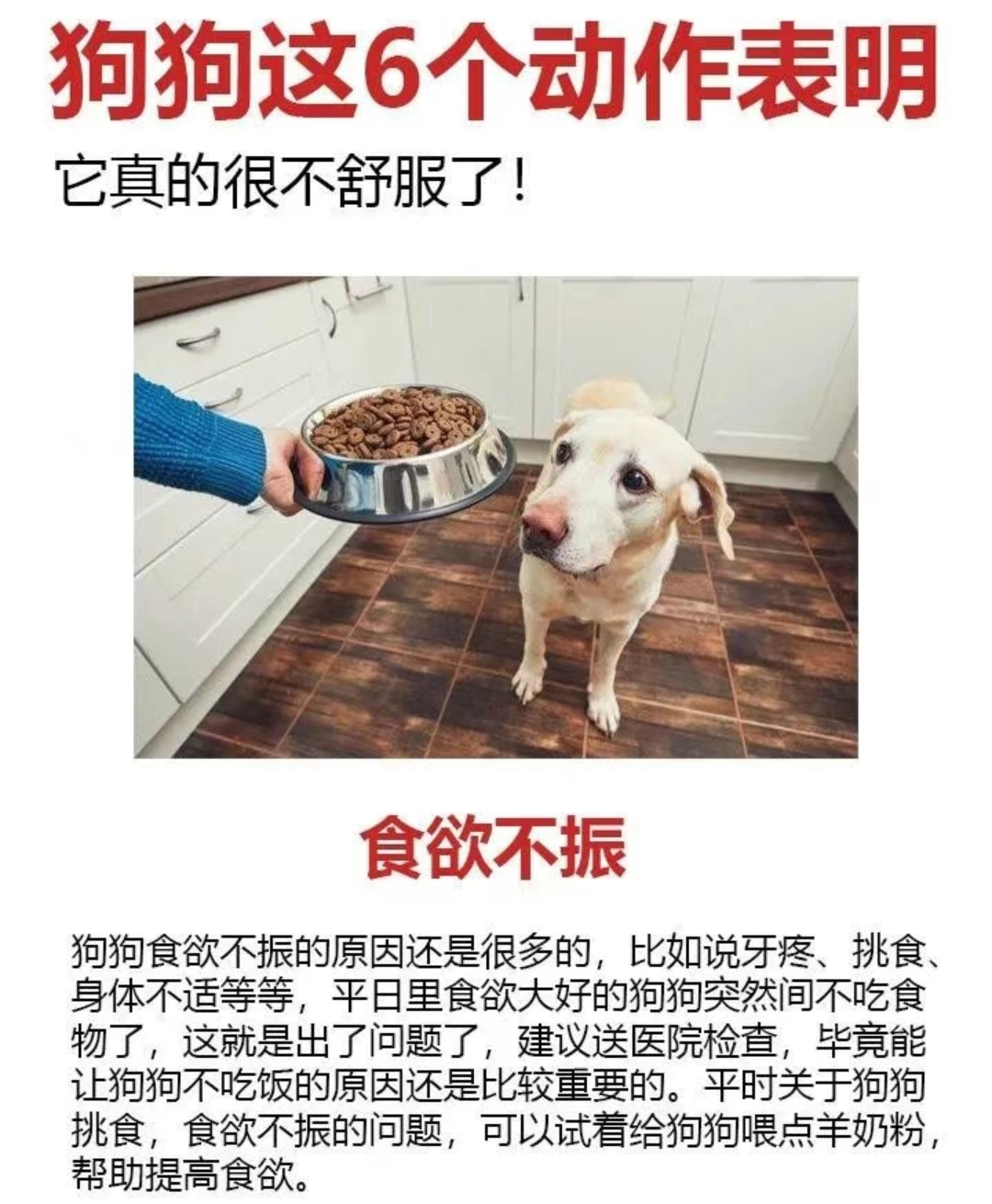 狗狗 又长又烫狗狗的魅力，又长又烫的毛发下的故事