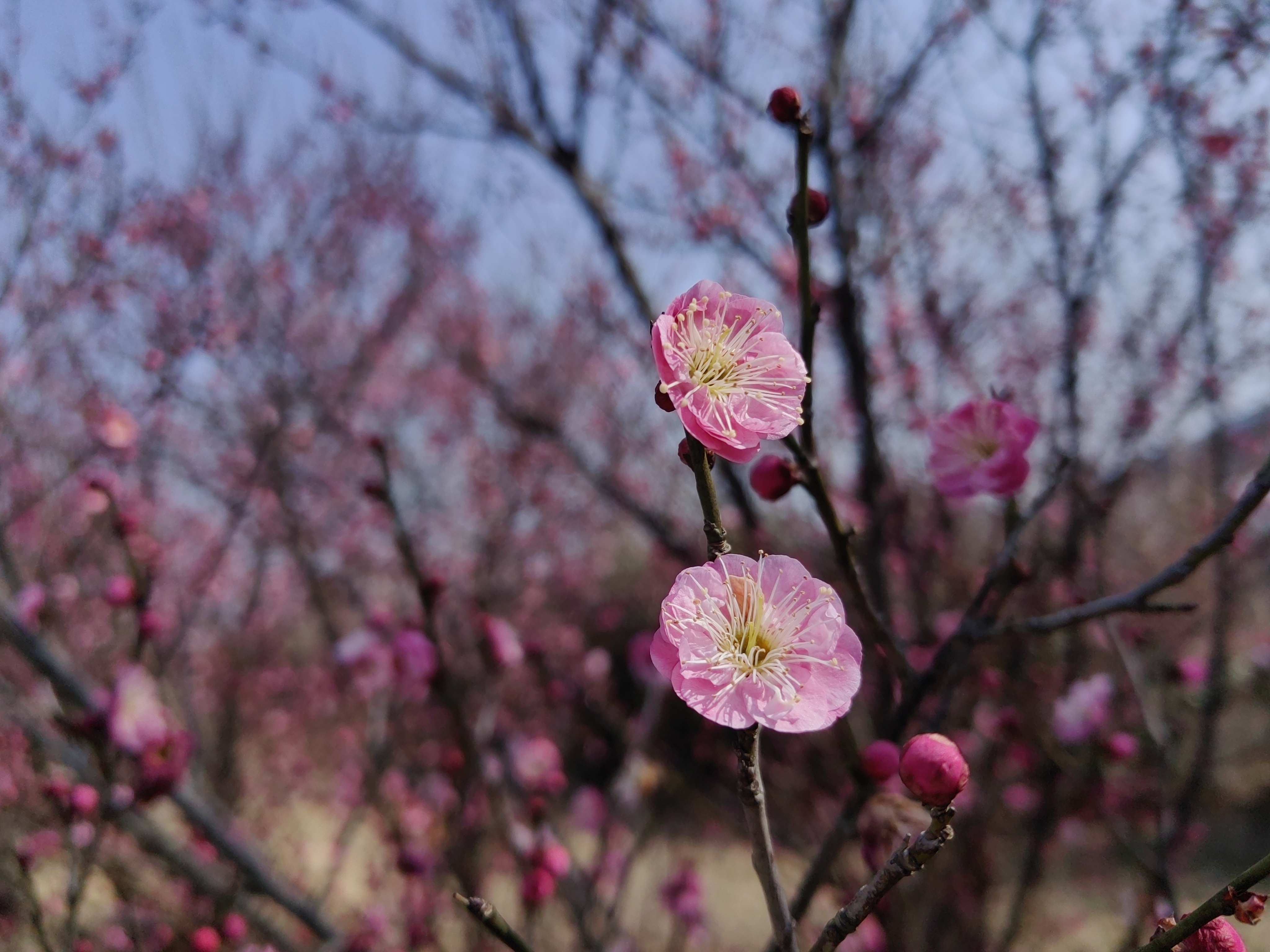 梅花三弄什么意思梅花三弄，传统文化的深意与艺术之美