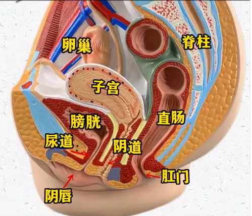 女性私密健康，关于女性下部隐私的全面解析-第2张图片