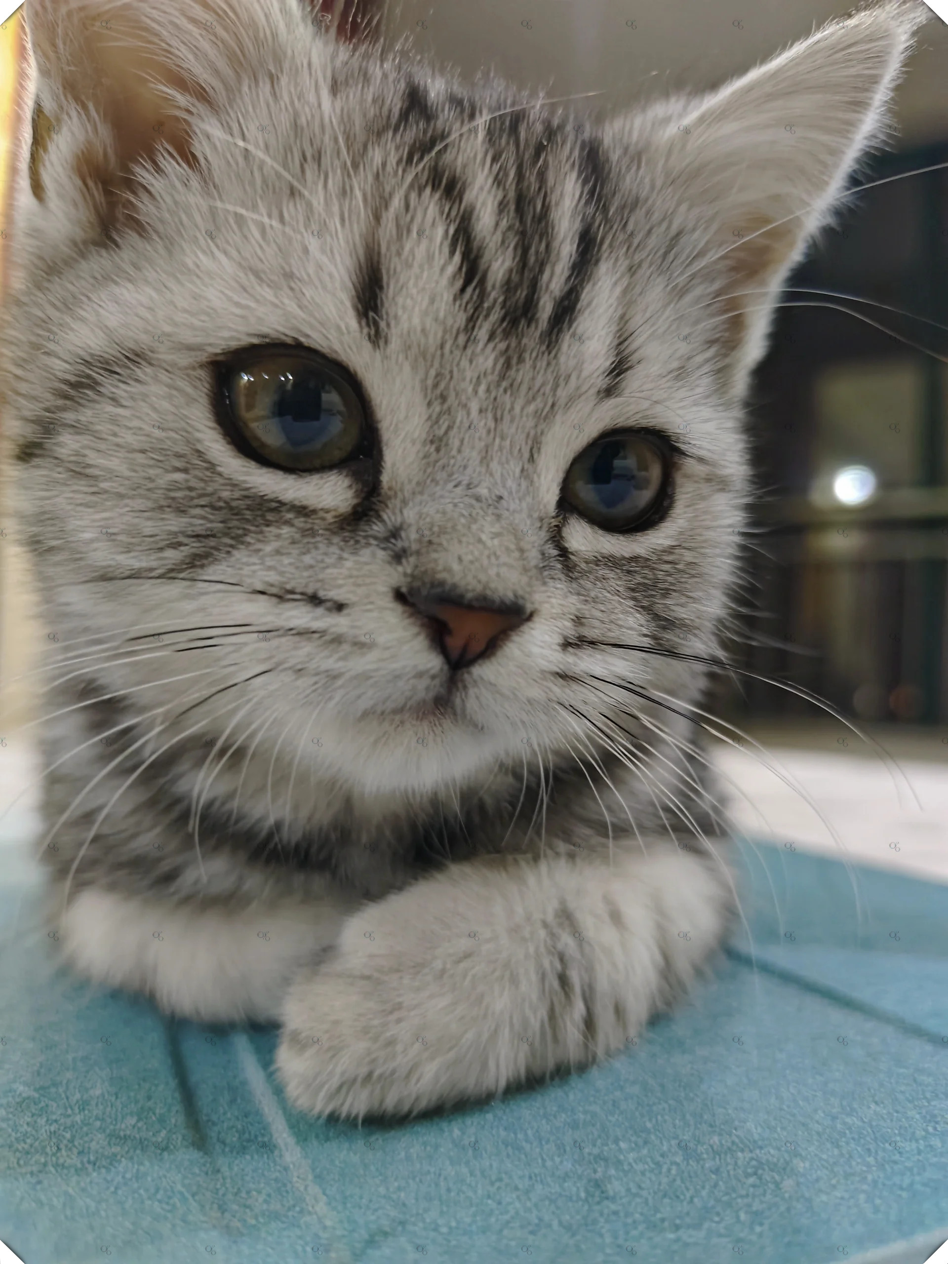 猫咪，小而美好的存在-第2张图片
