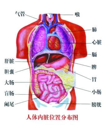 女人体器官图分布图左右探讨女性身体美，艺术与道德的边界-第2张图片