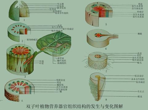 探索双茎同时进入的奇妙体验