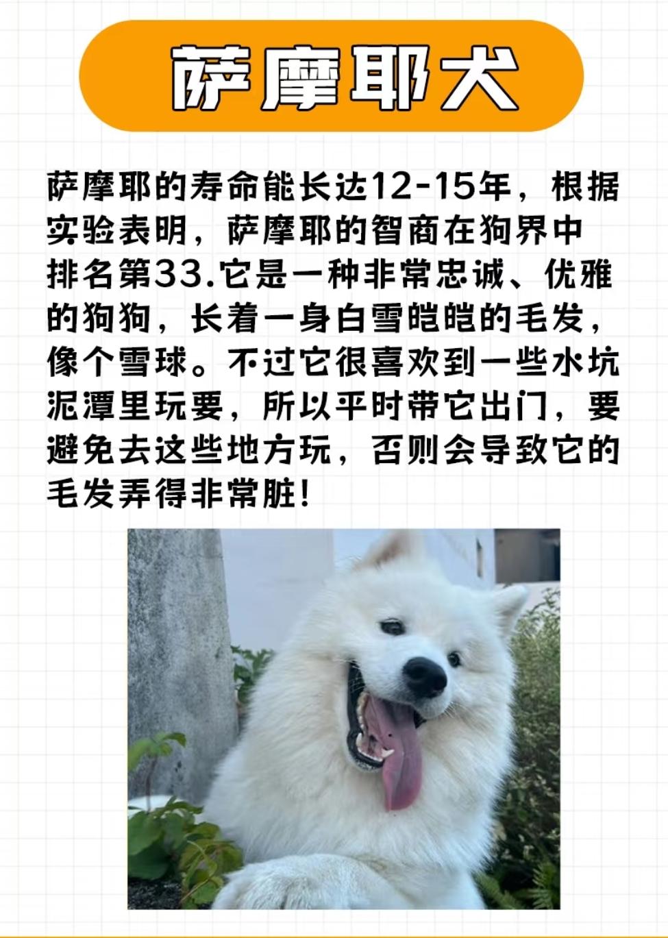 狗博士是什么品种狗博士的智慧与忠诚-第1张图片