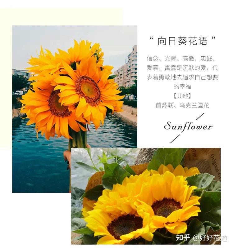 向日葵APP下载汅API免费站长统计百度网盘向日葵APP，助力站长统计的免费工具与百度网盘的无缝对接