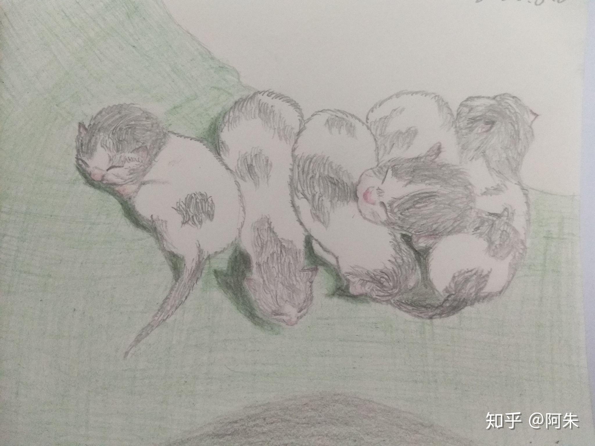 阿朱与她的猫咪小趣记