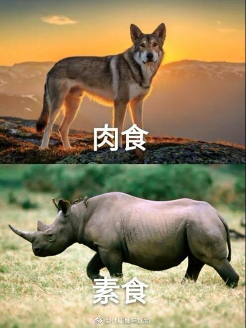腹黑师兄的日常肉食动物不食草腹黑师兄的肉食日常与不食草的秘密-第3张图片