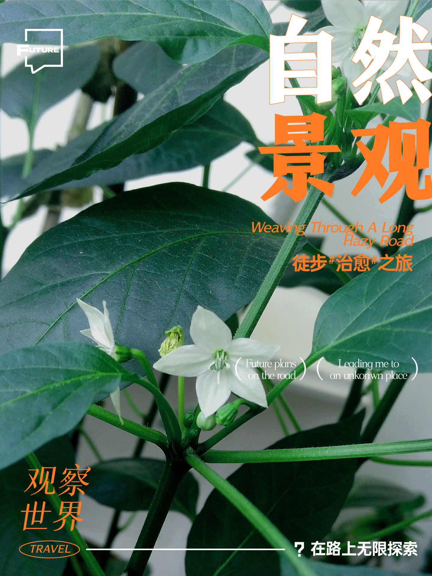 丁香花电影高清完整视频版野花之美，韩国视频高清在线观看的探索之旅-第3张图片