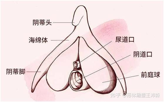 关于荫蒂被男人添A片视频的探讨，性行为的隐私与道德边界