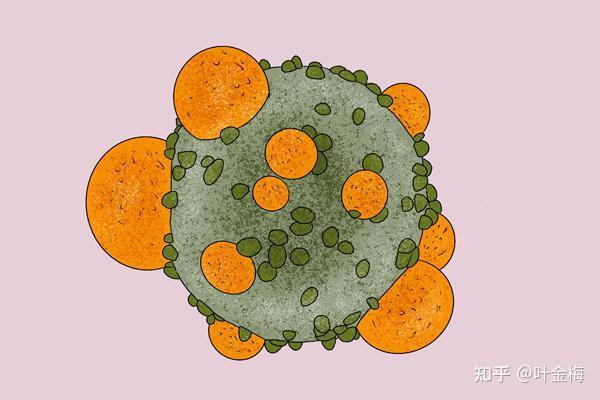 插屁眼关于插屁眼的误解与科学解析-第2张图片