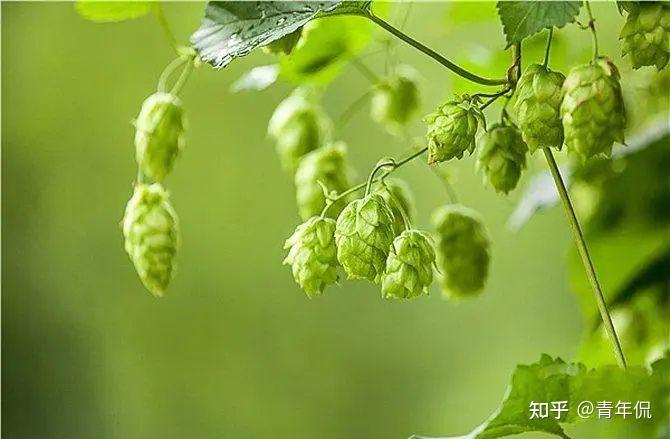 国产精华，品质与骄傲的象征-第3张图片