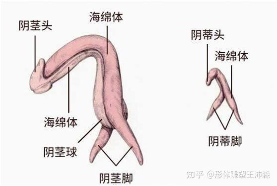 又大又广探索女性私密部位——大荫蒂的独特之处-第2张图片