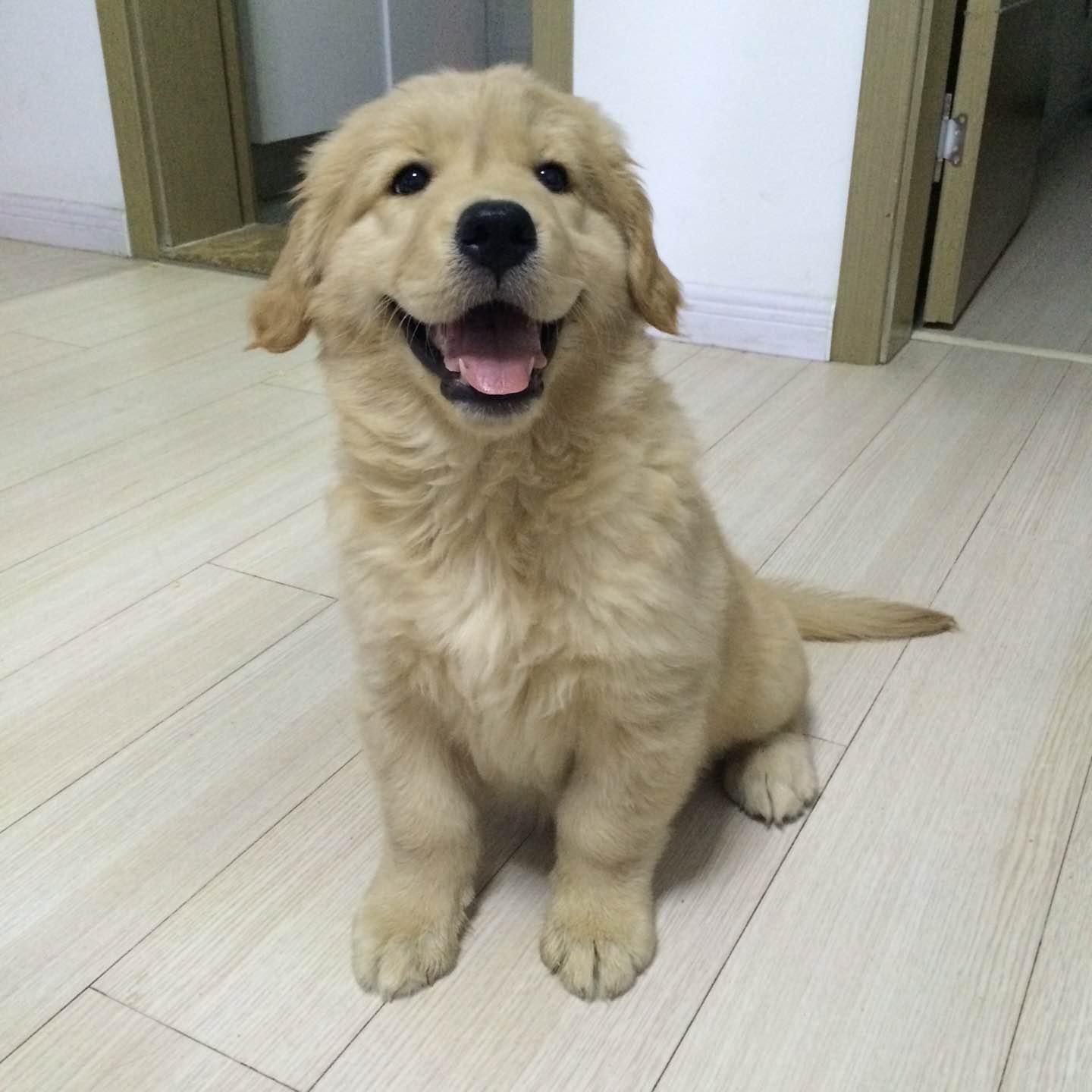 我家金毛的独特魅力，关于我家金毛犬的强健生殖器