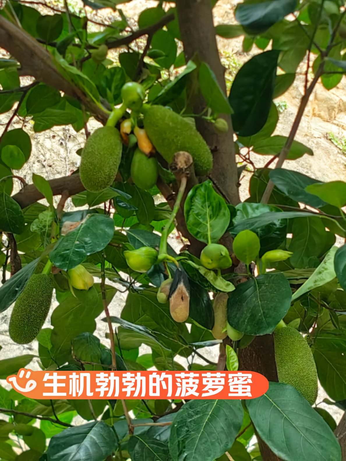 菠萝菠萝蜜视频在线看看菠萝菠萝蜜视频在线观看体验-第2张图片
