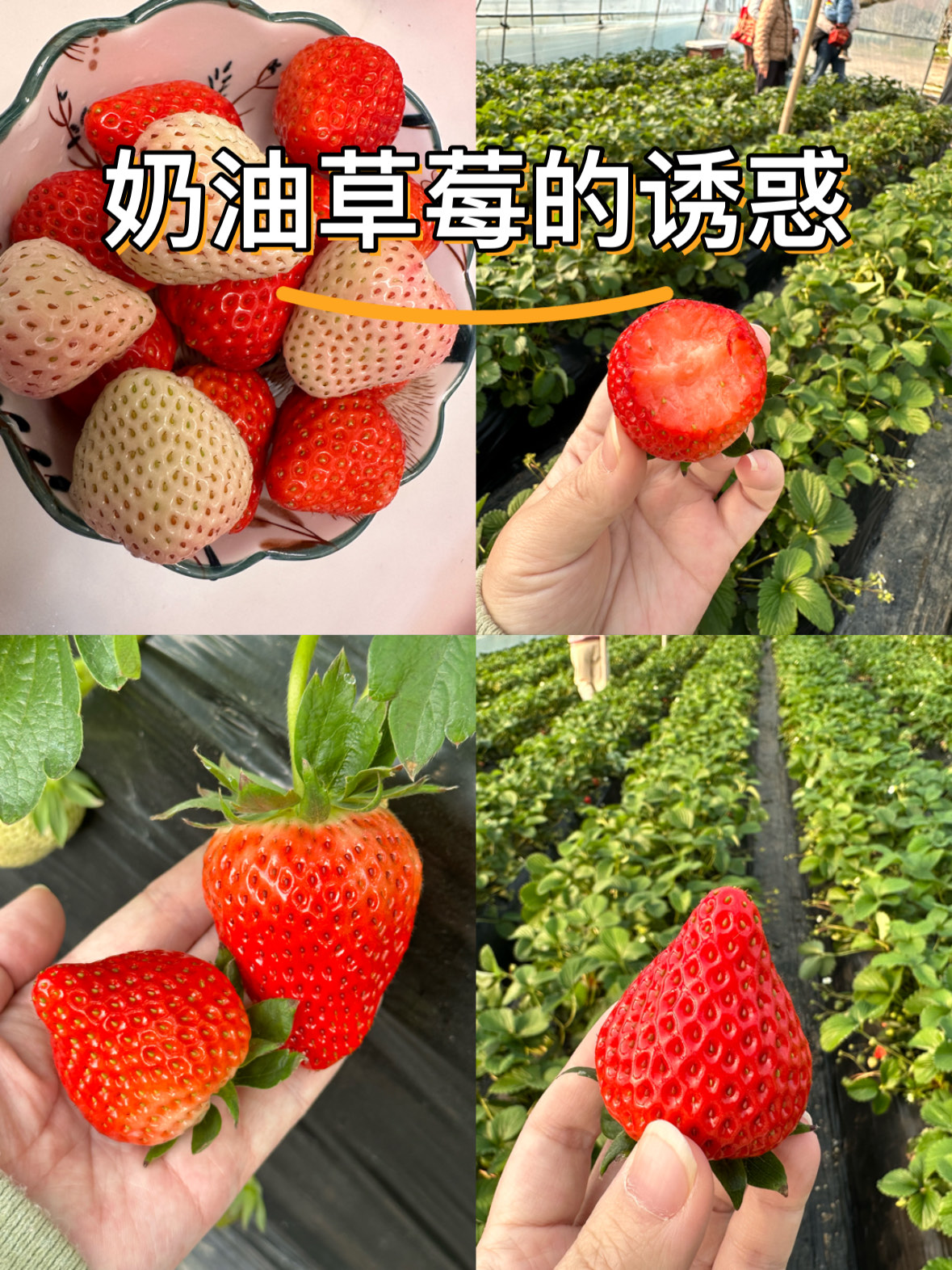 草莓视频污无限观看草莓视频，探索无限可能的纯净与美好
