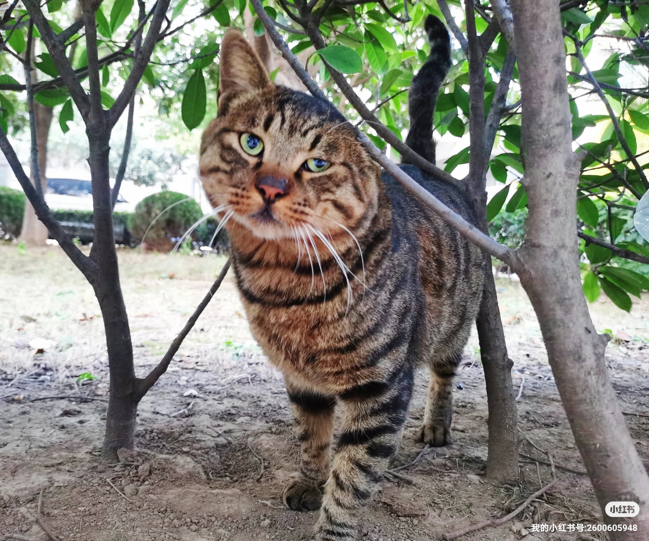 猫咪社区网页版快速猫咪社区免费资源在线观看的探索与体验-第2张图片