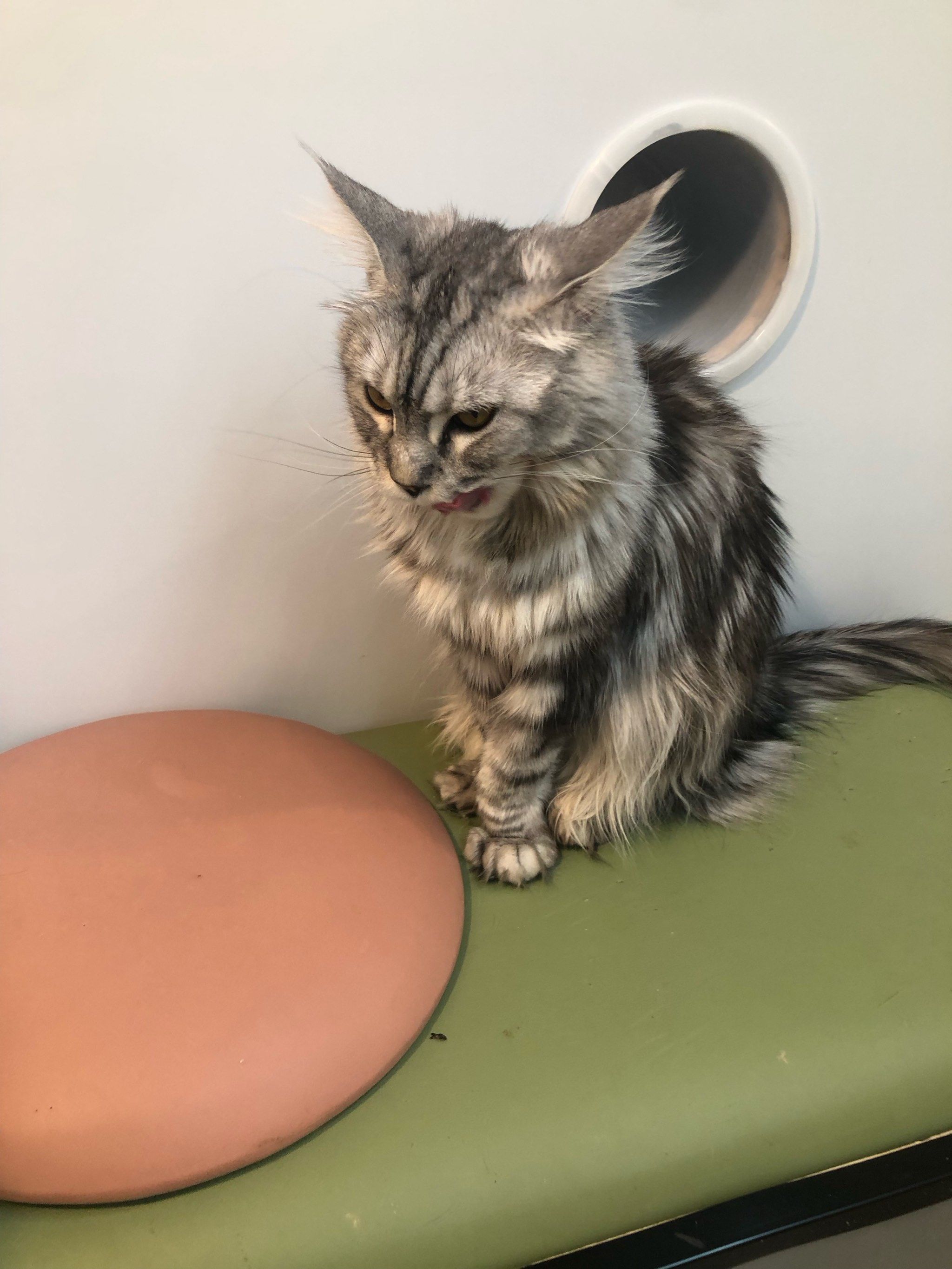 谁可以给我新版猫咪的地址新版猫咪的乐园，寻找它的地址-第2张图片
