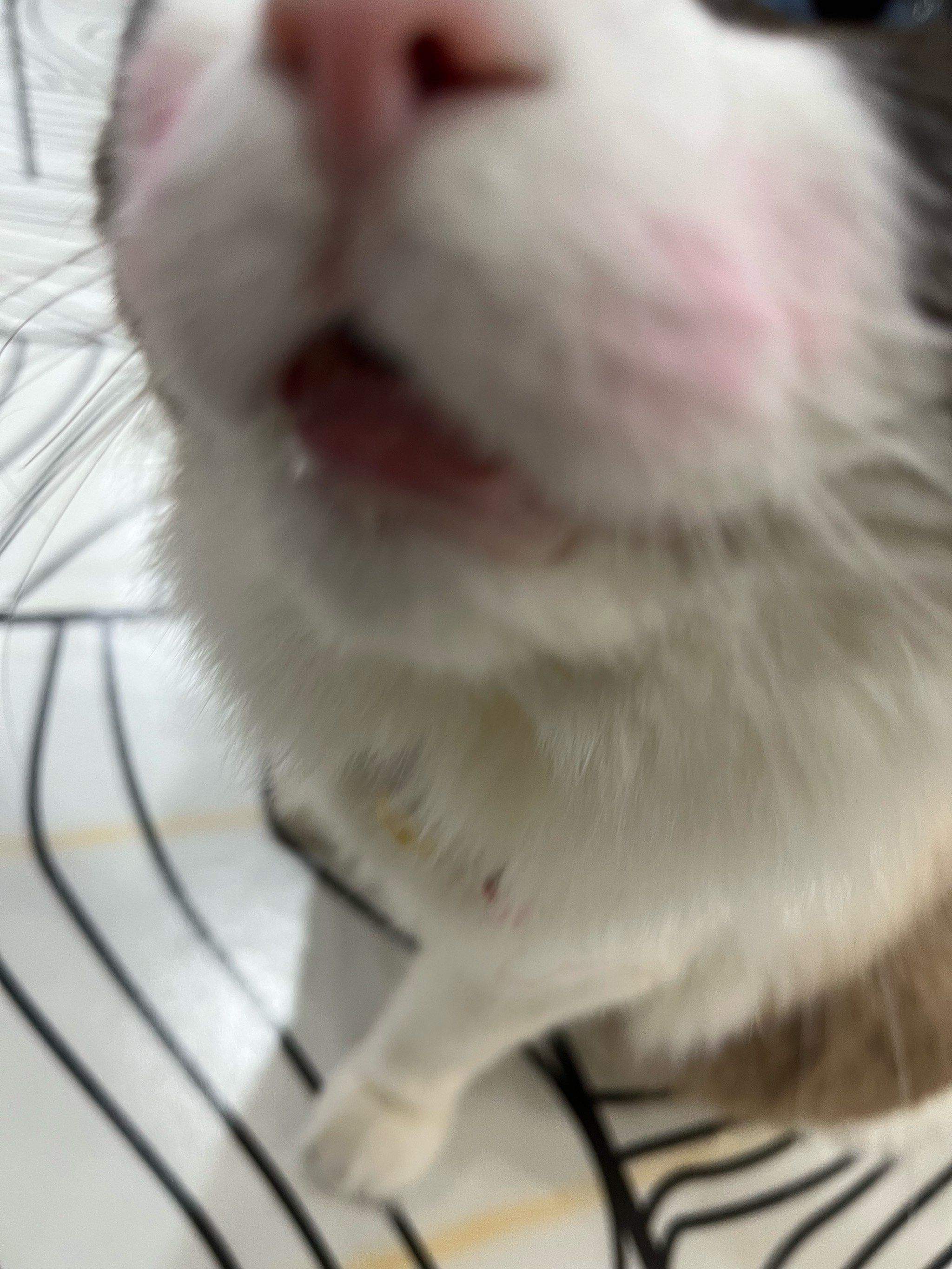 猫咪的乐园，猫咪永久域名收藏地址-第2张图片