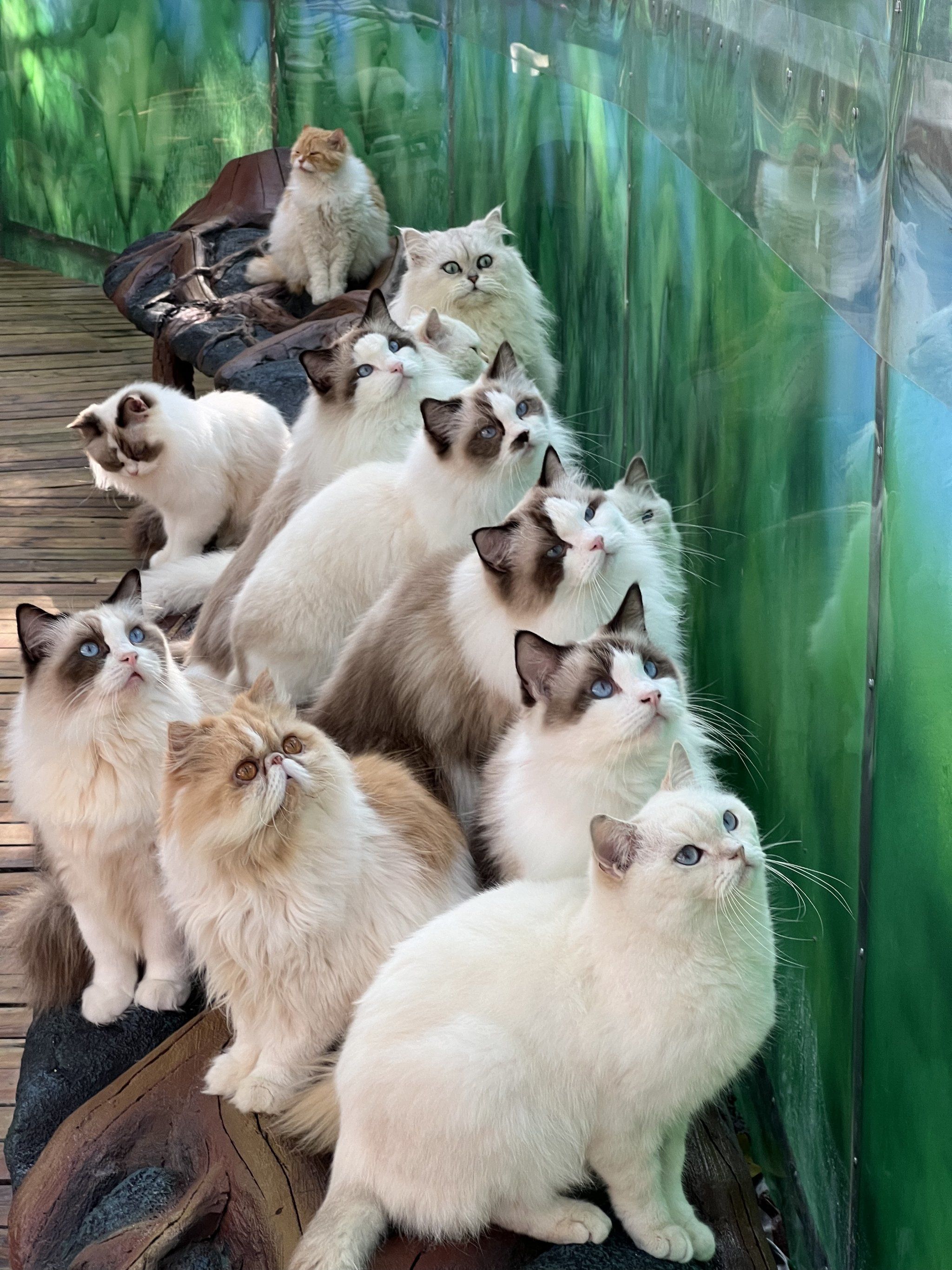 猫咪社区视频在线播放，探索与体验的乐趣之旅-第3张图片