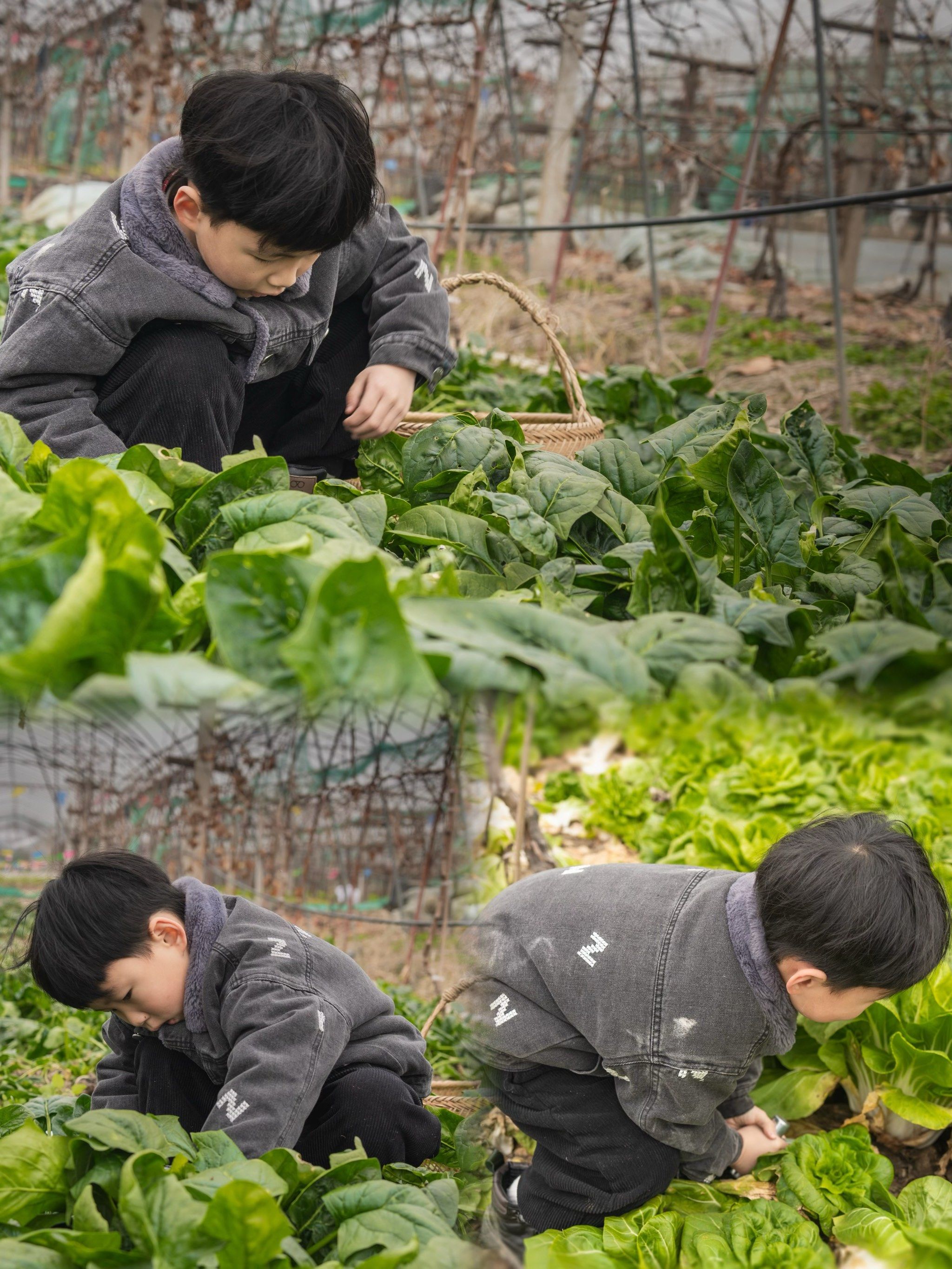 我的QQ农场，从虚拟到真实的田园生活-第2张图片