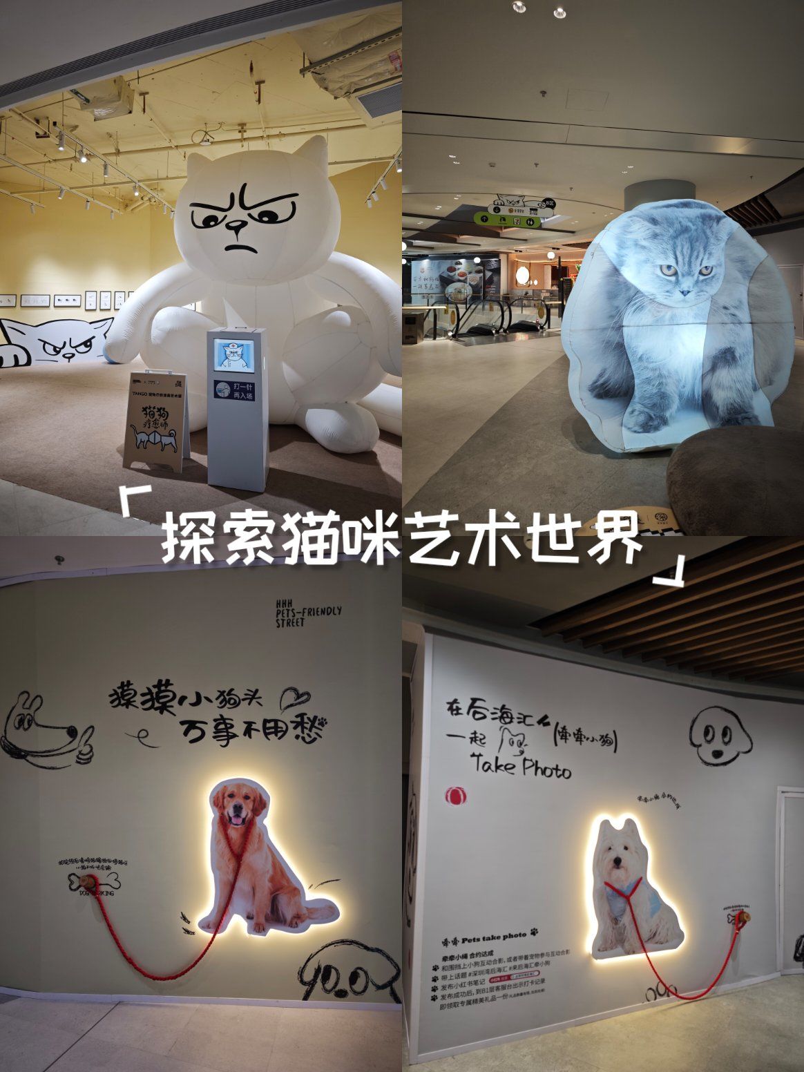 探索猫咪的魅力世界——高清视频在线社区体验-第2张图片