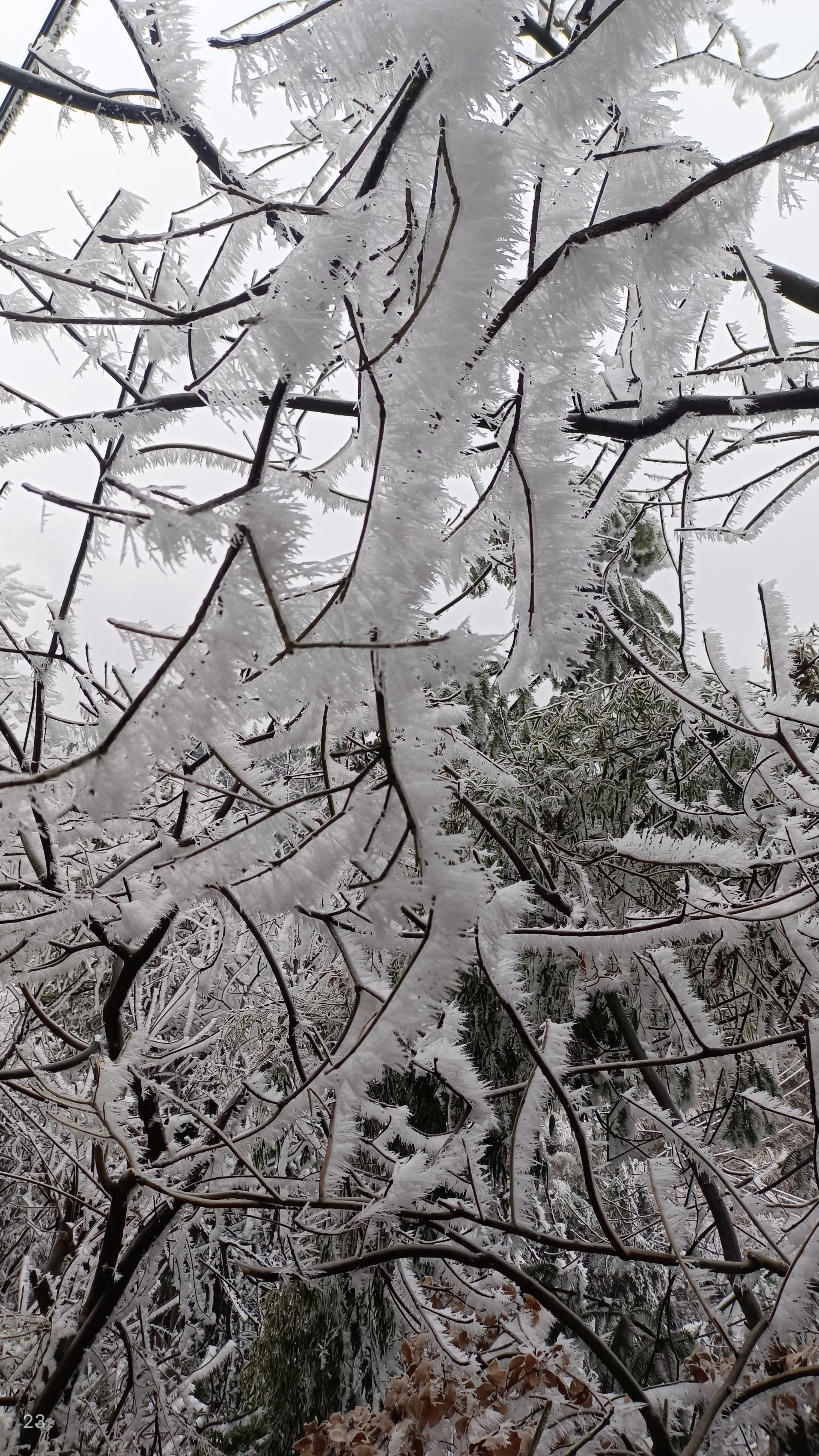 雪花飘落，影院时光——手机版观看体验揭秘