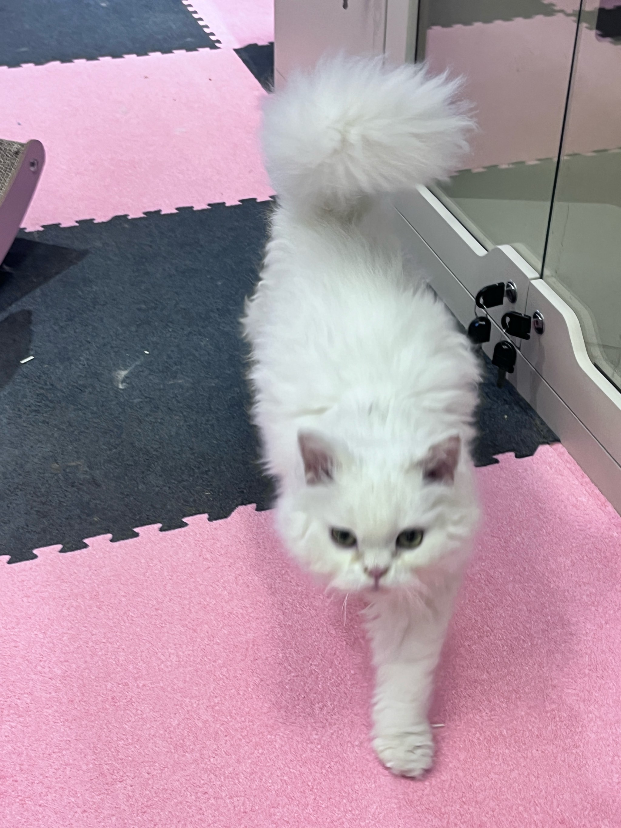猫咪社区，免费资源在线观看的温馨乐园