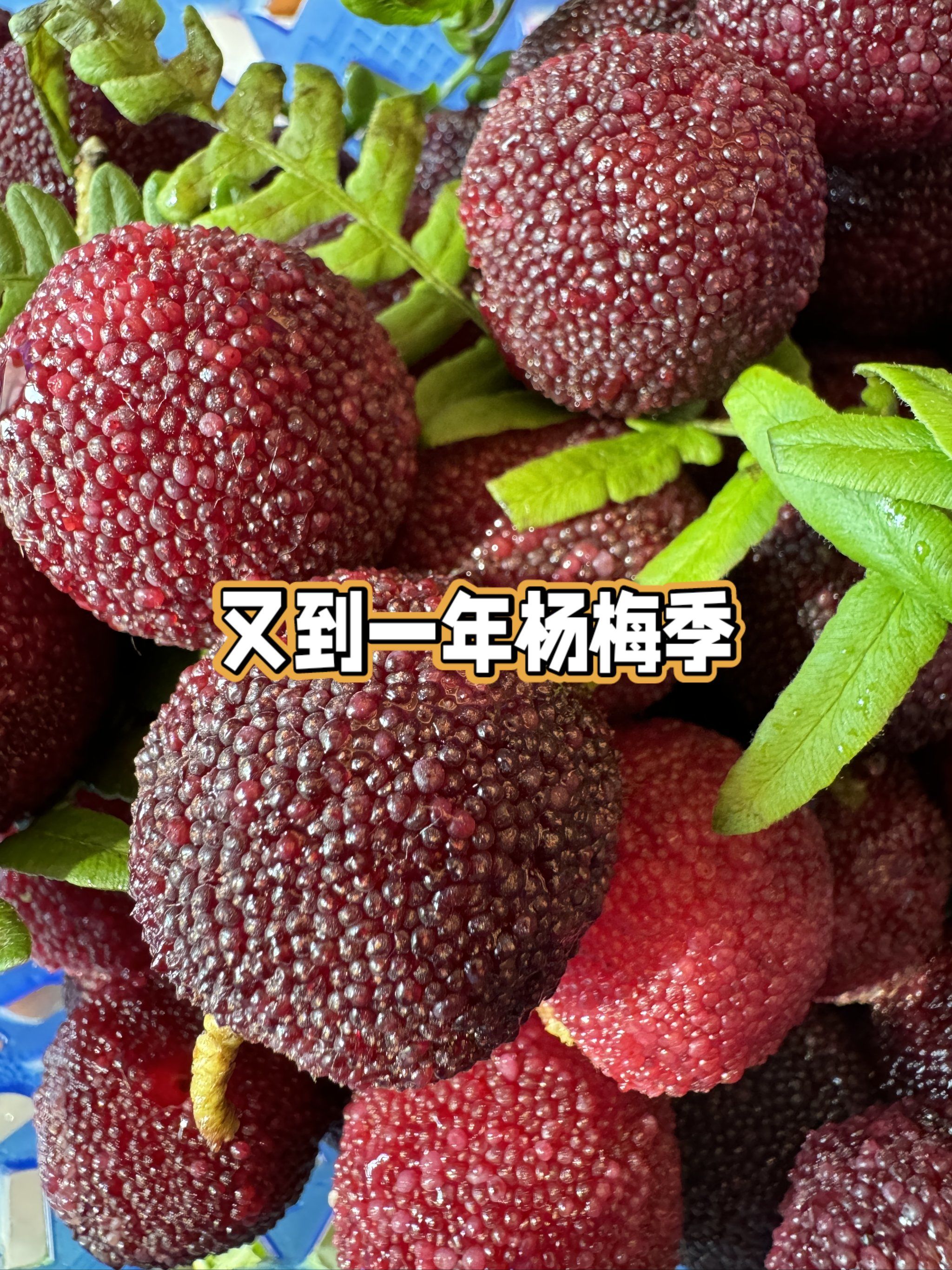 梅雨是梅子还是杨梅梅雨之梅是否得自杨梅成熟之意？
