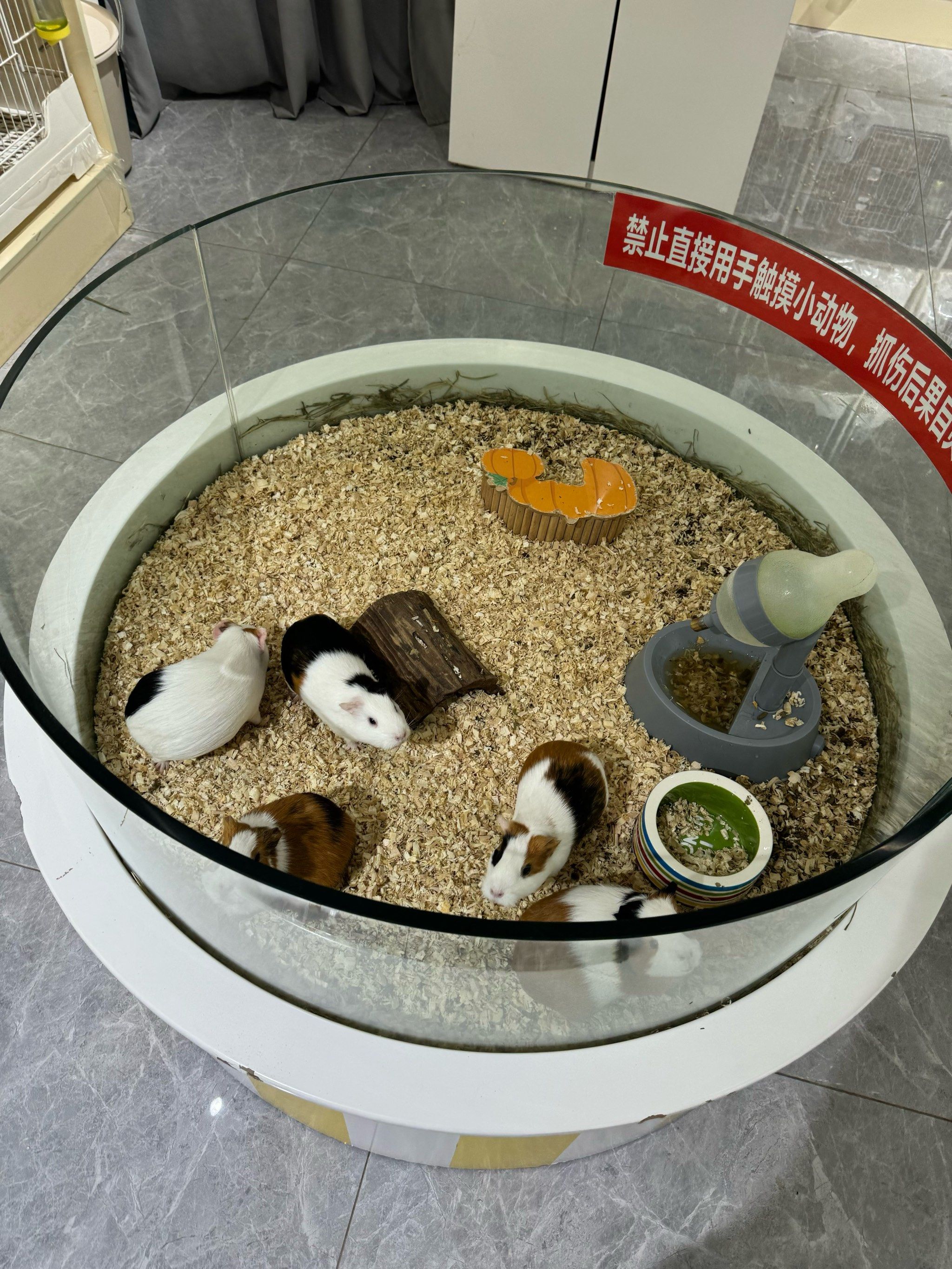 与毛茸茸的伙伴初相遇，我的第一次与狗狗的故事