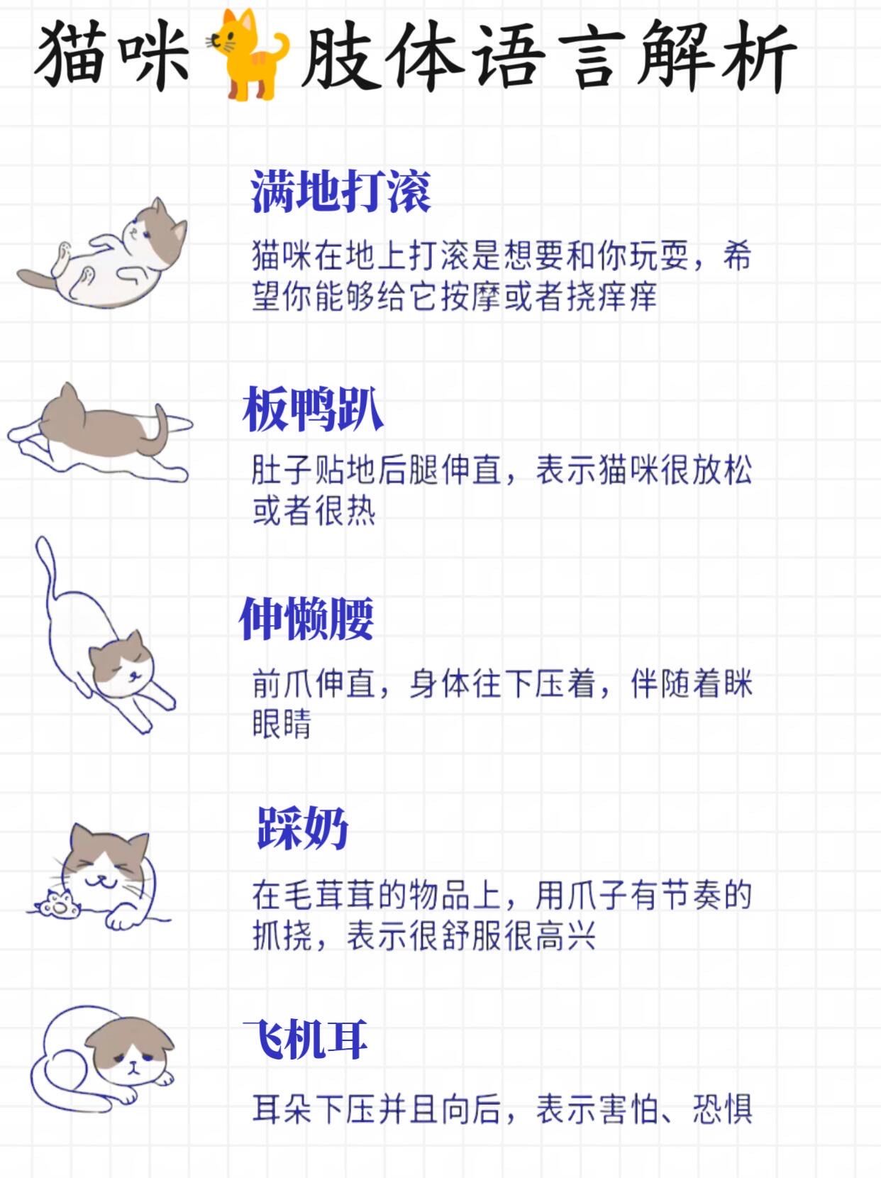 成人猫咪最新地域网名是什么新版猫咪永久地域网名，如何选择与命名