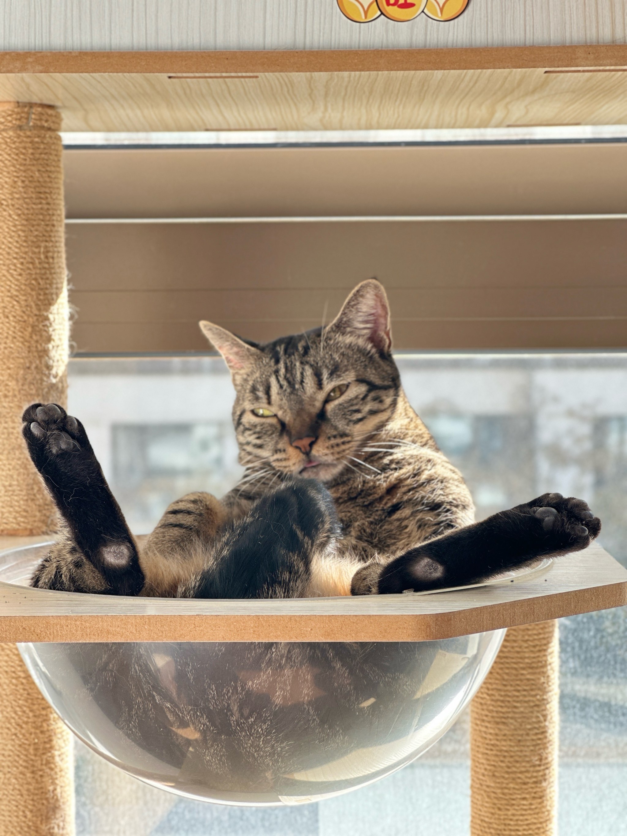 新版猫咪3.0下载地址新版猫咪3.0下载，探索全新互动体验的乐趣-第3张图片