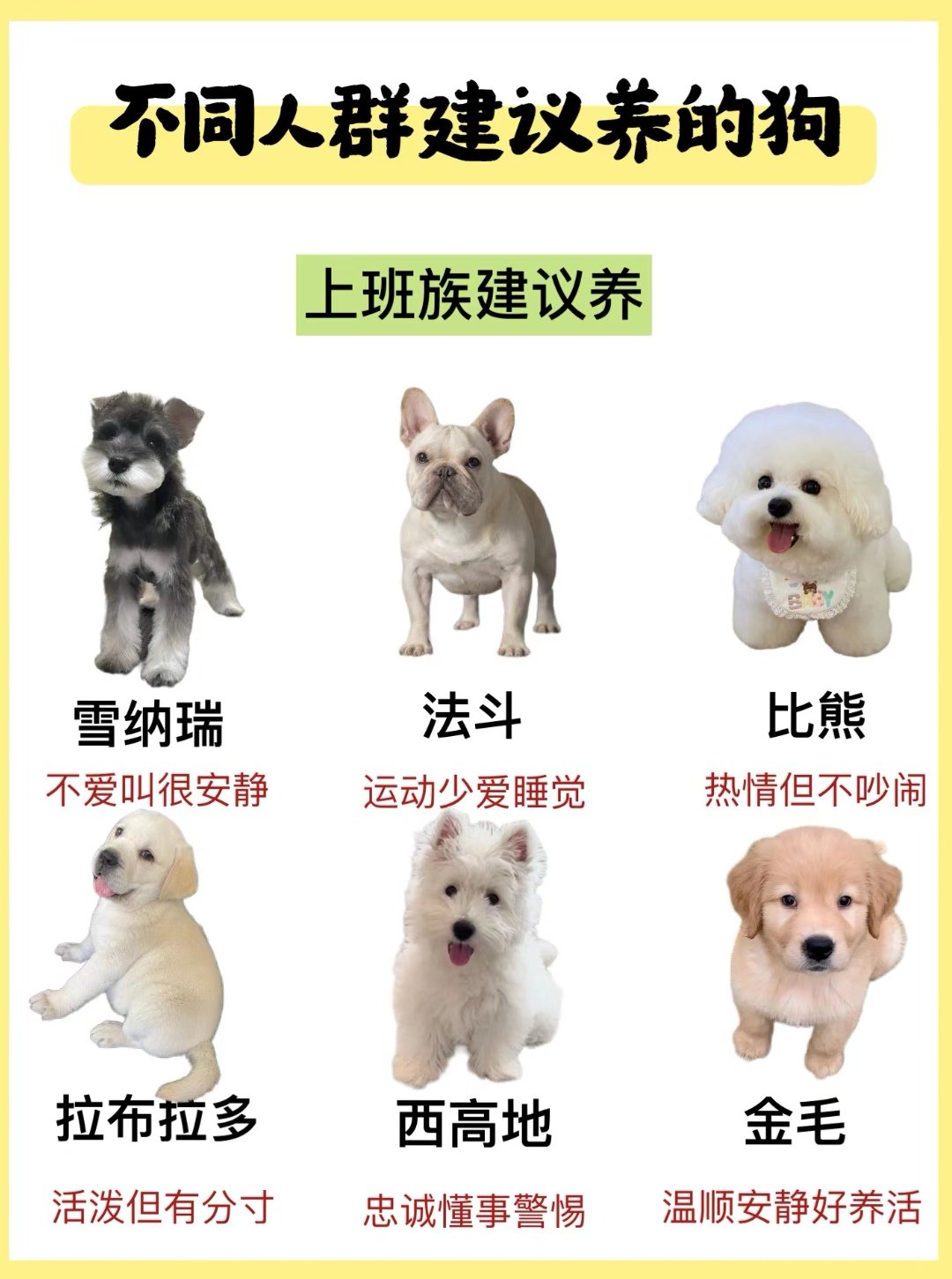 什么狗适合女人用呢女性适合养哪种狗？-第2张图片