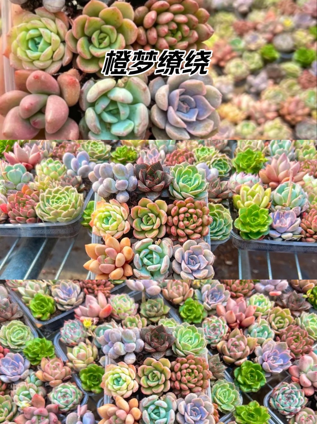 高n车多肉多轮视频高N车多肉多轮的现代都市生活-第2张图片