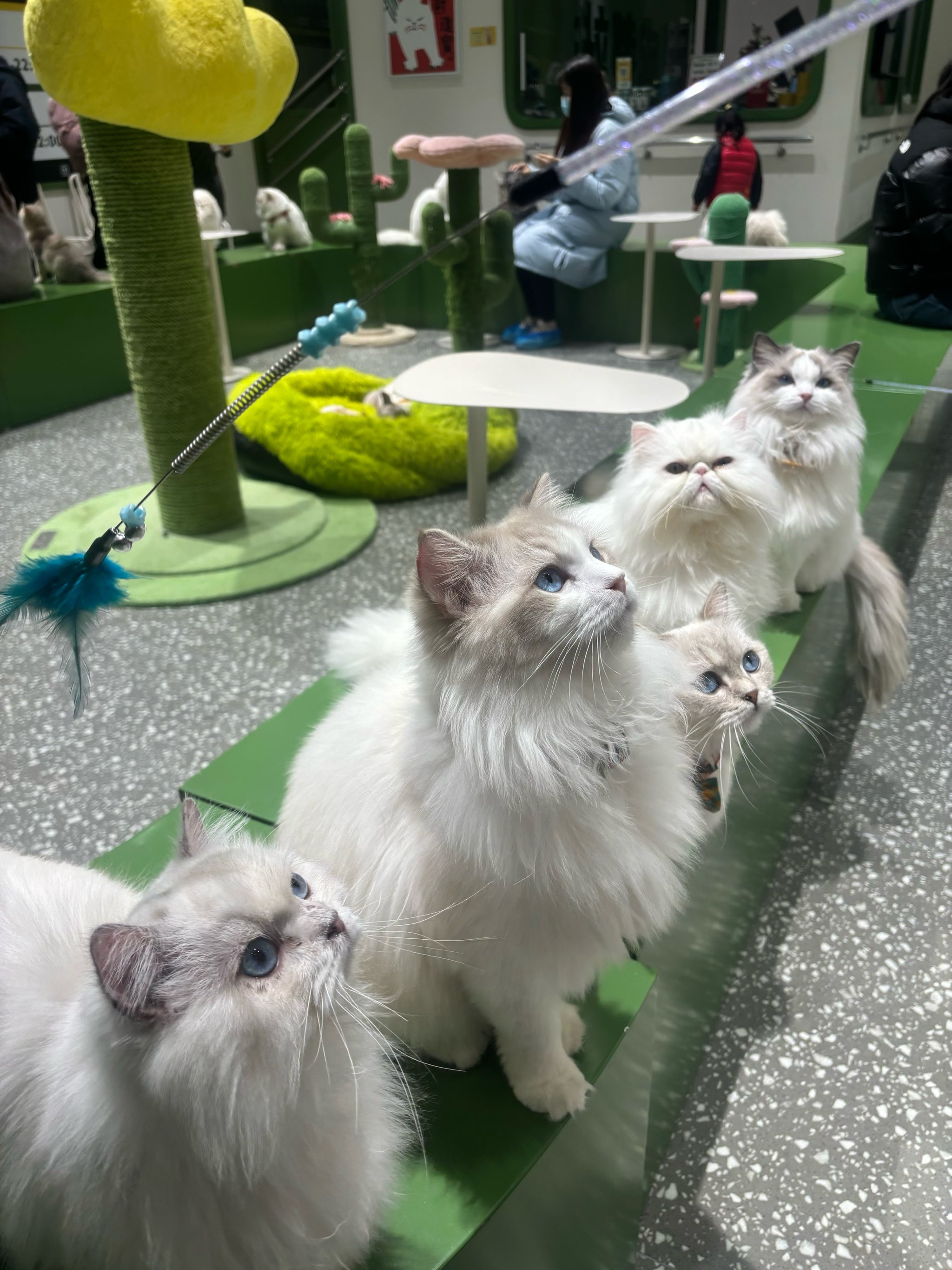猫咪社区官方在线入口，探索与发现宠物的乐趣-第2张图片