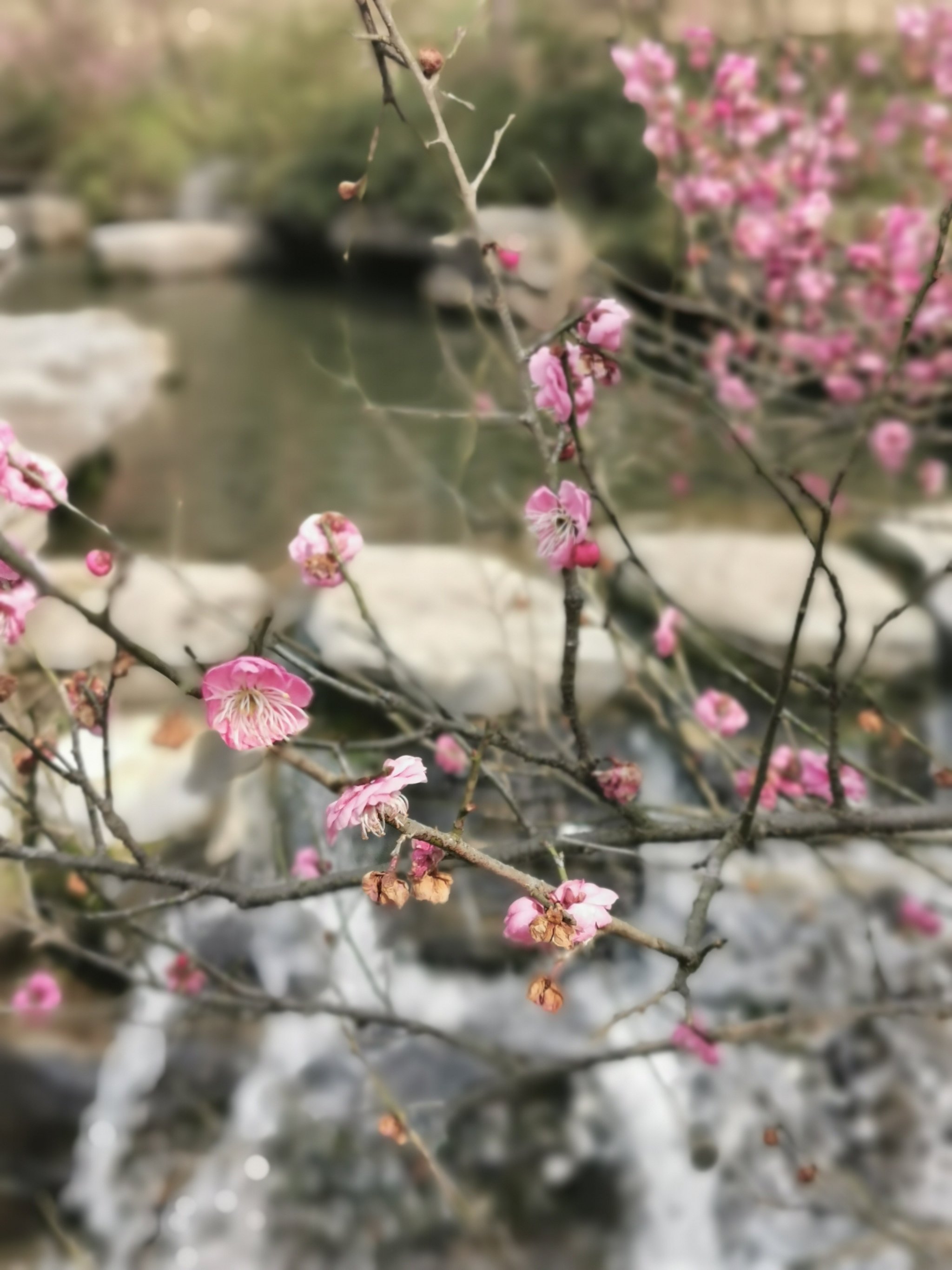 桃花在线观看视频桃花盛开，在线观看视频的美丽之旅