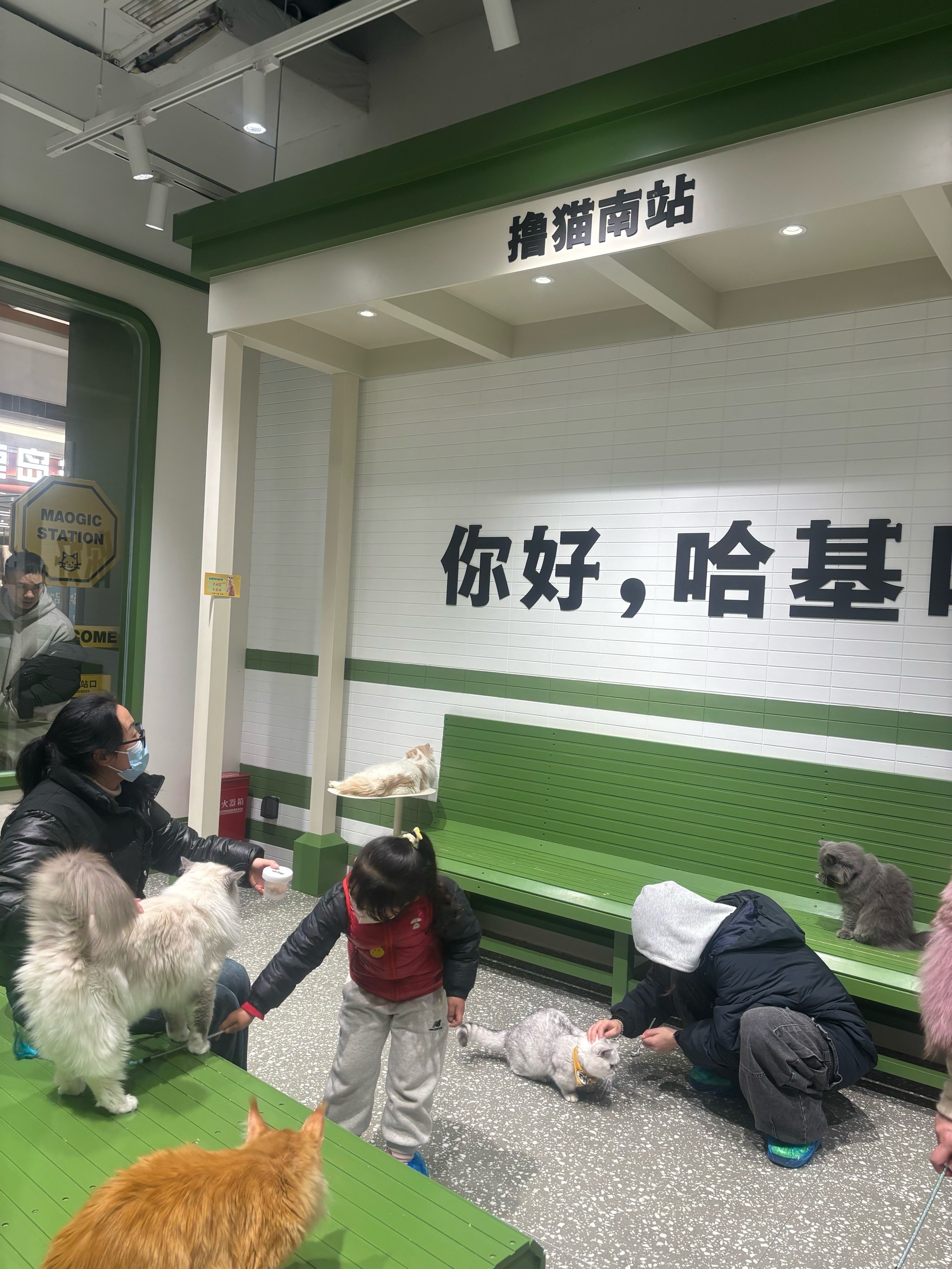 猫咪社区，免费资源在线观看的温馨天地