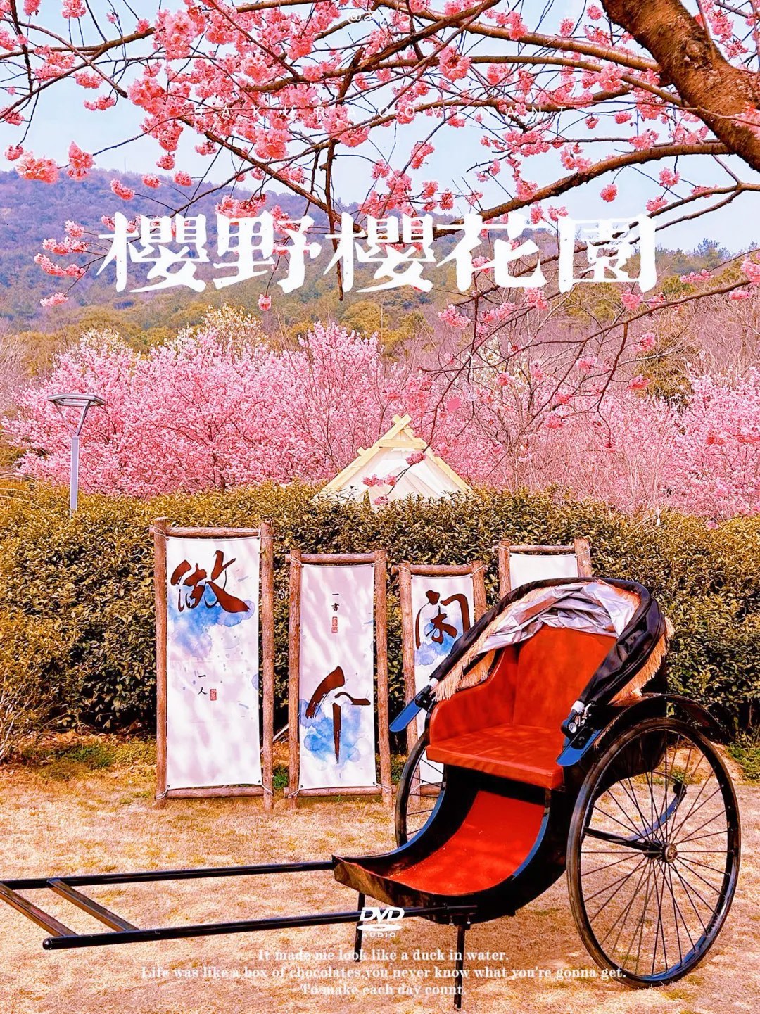我们换了个地方换个地方赏樱花——寻找不一样的浪漫