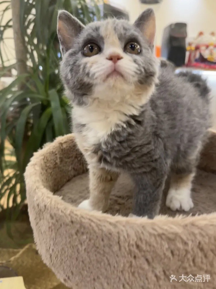 猫咪完美破解版永久猫咪完美破解版永久，探索与体验的乐趣-第3张图片
