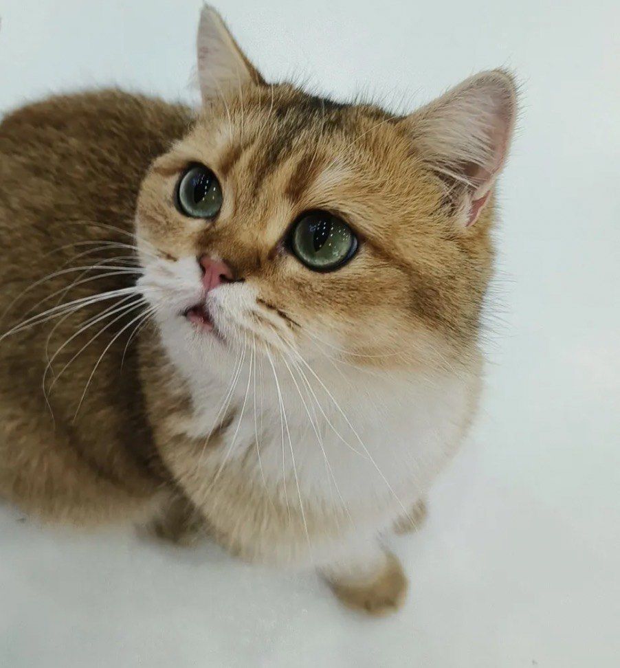 猫咪的乐园，猫咪永久域名收藏地址-第3张图片