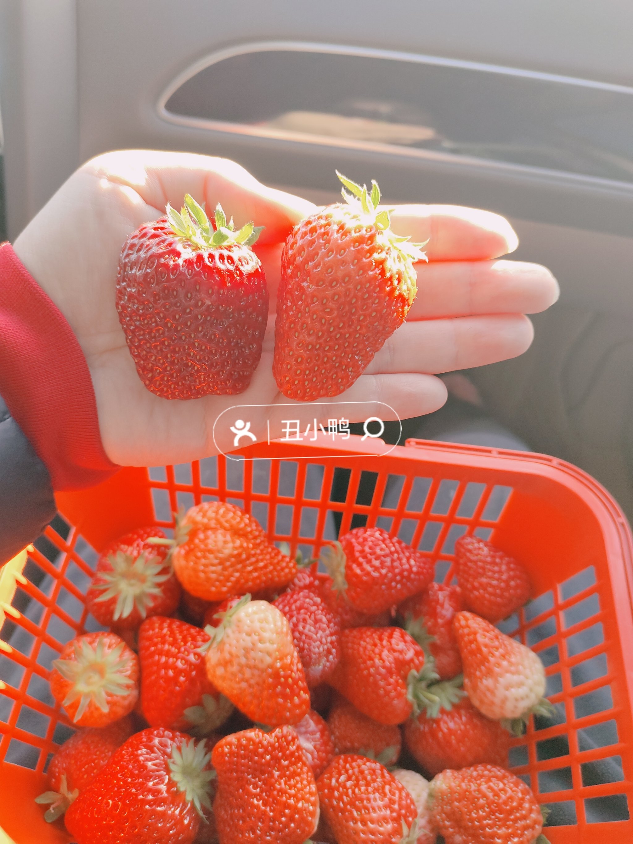 草莓视频无限观看破解版 新闻草莓视频免费观看，破解版下载的真相与风险