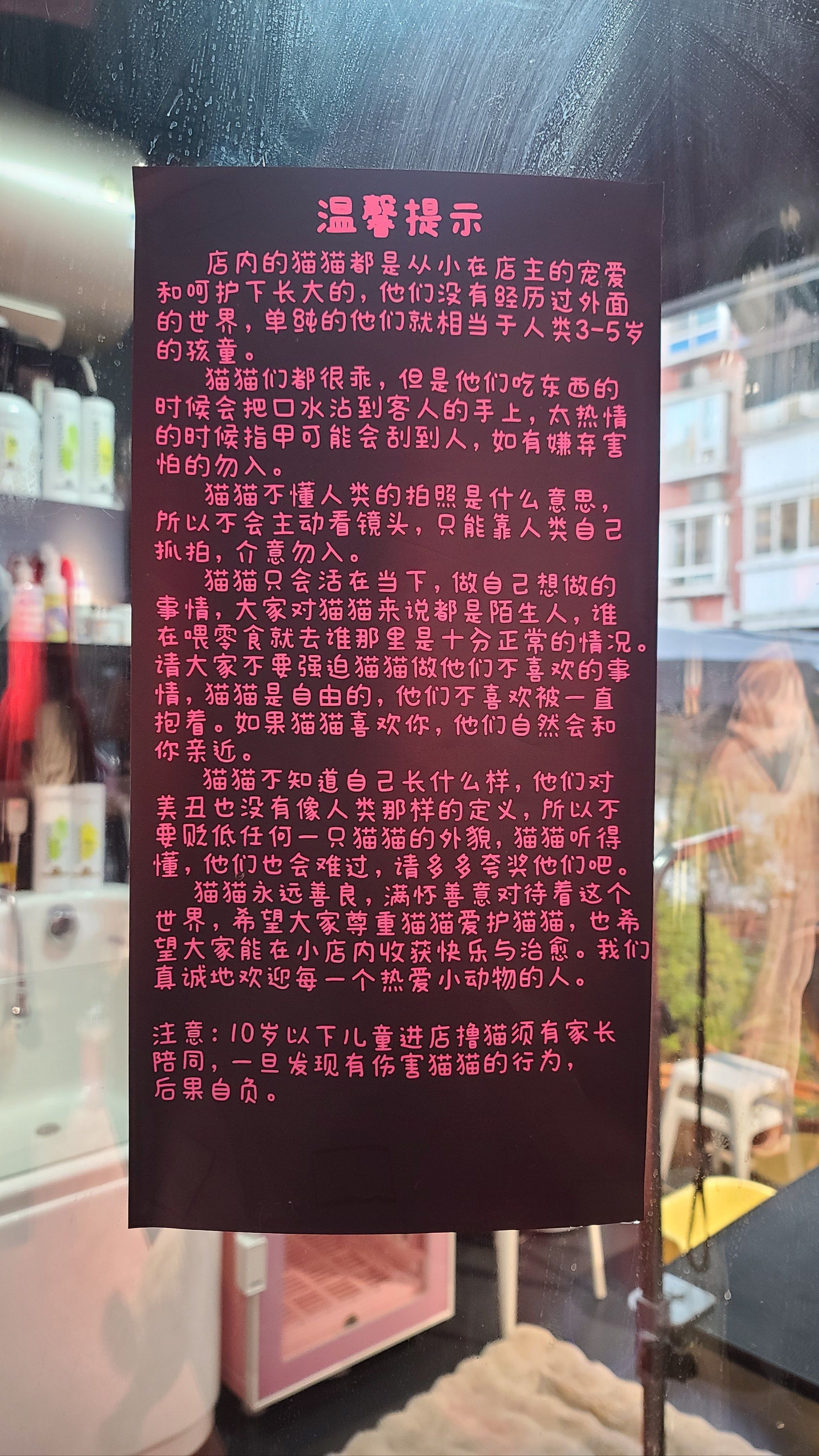 探索猫咪的魅力世界——高清视频在线社区体验-第3张图片