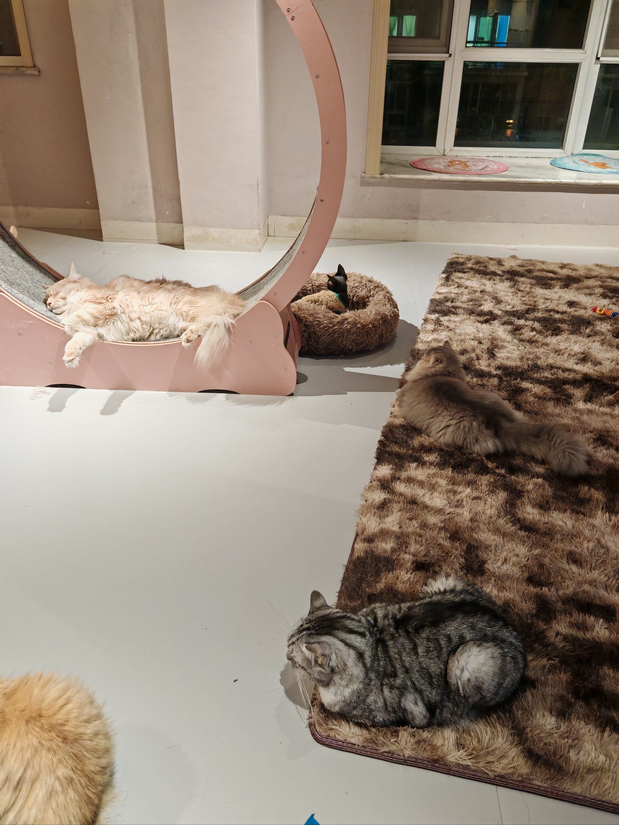 猫咪域名2021猫咪的秘密世界，猫咪永久域名收藏地址的探索之旅-第3张图片